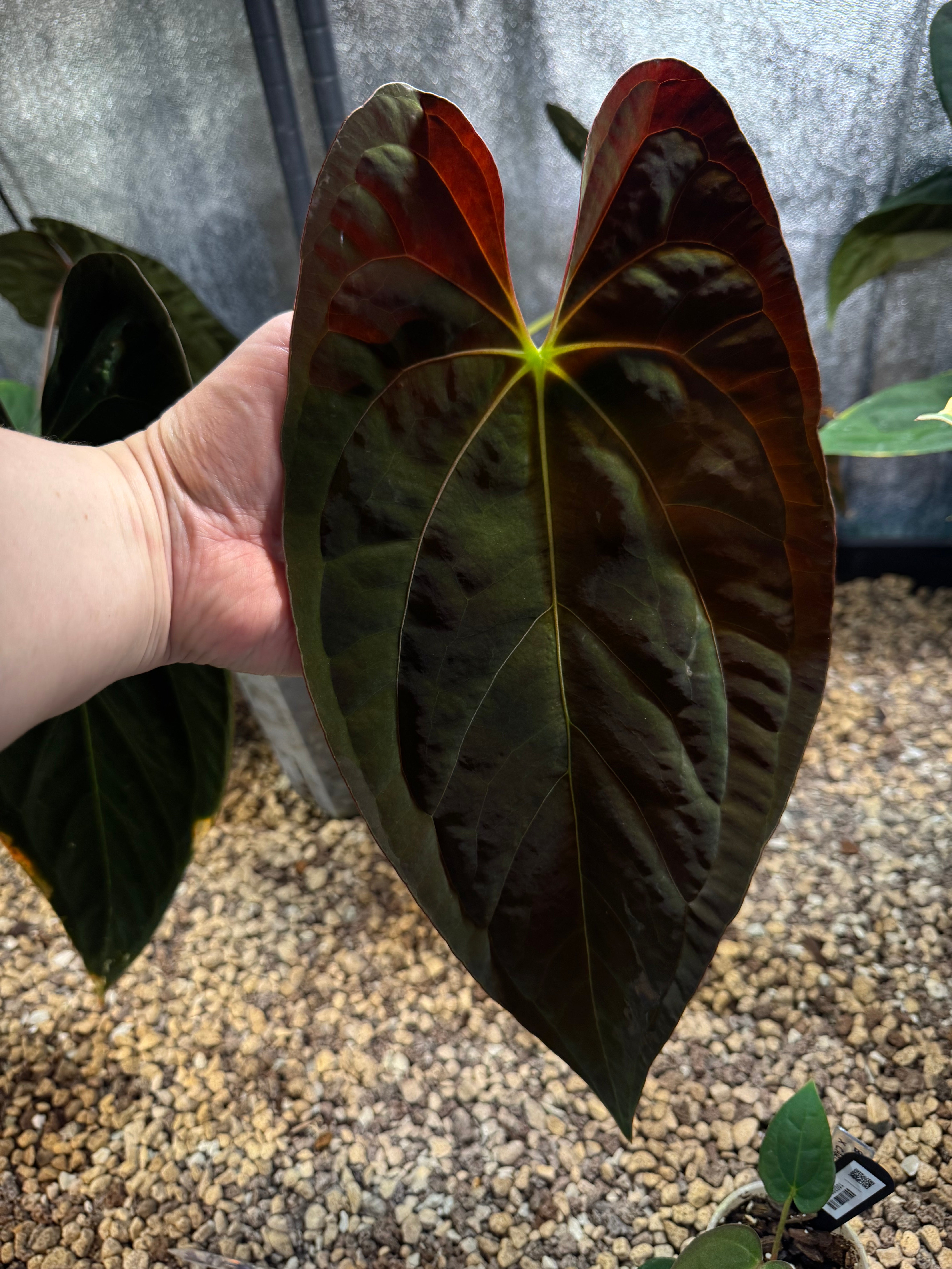 NFS: Anthurium Papillilaminum 'Guna Yala' #1