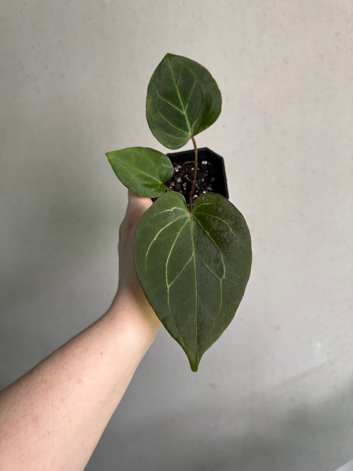 Healthy Anthurium HU ‘Round’ S1 plant with glossy green leaves, showcased by SMUKHI, in a vibrant indoor setting.