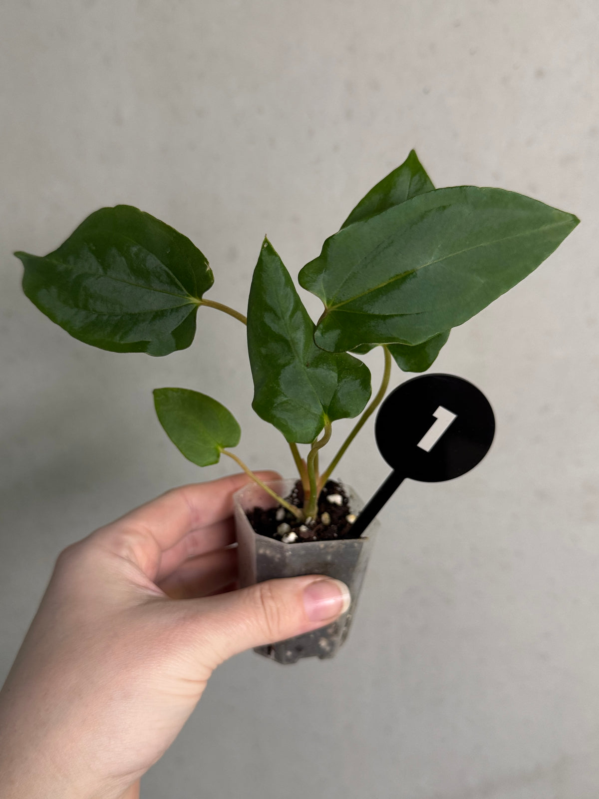 Mathiux Aroid Anthurium FSxRL x RLxFS 'Rouge' plant with vibrant red leaves, lush green foliage, and healthy growth.