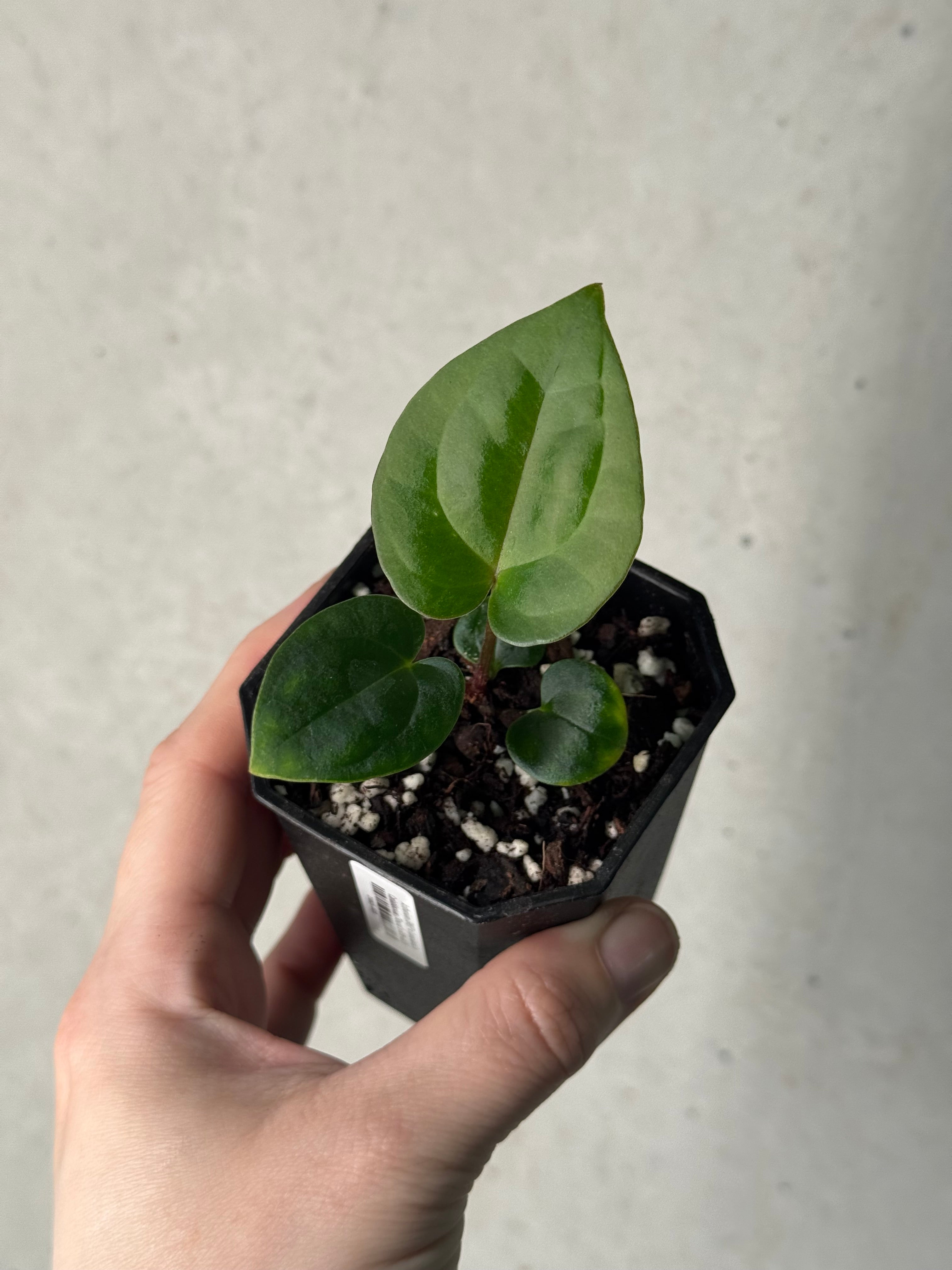 Anthurium (BVEP x Luxurians) x Carlablackiae ('Round' x GPH-001)