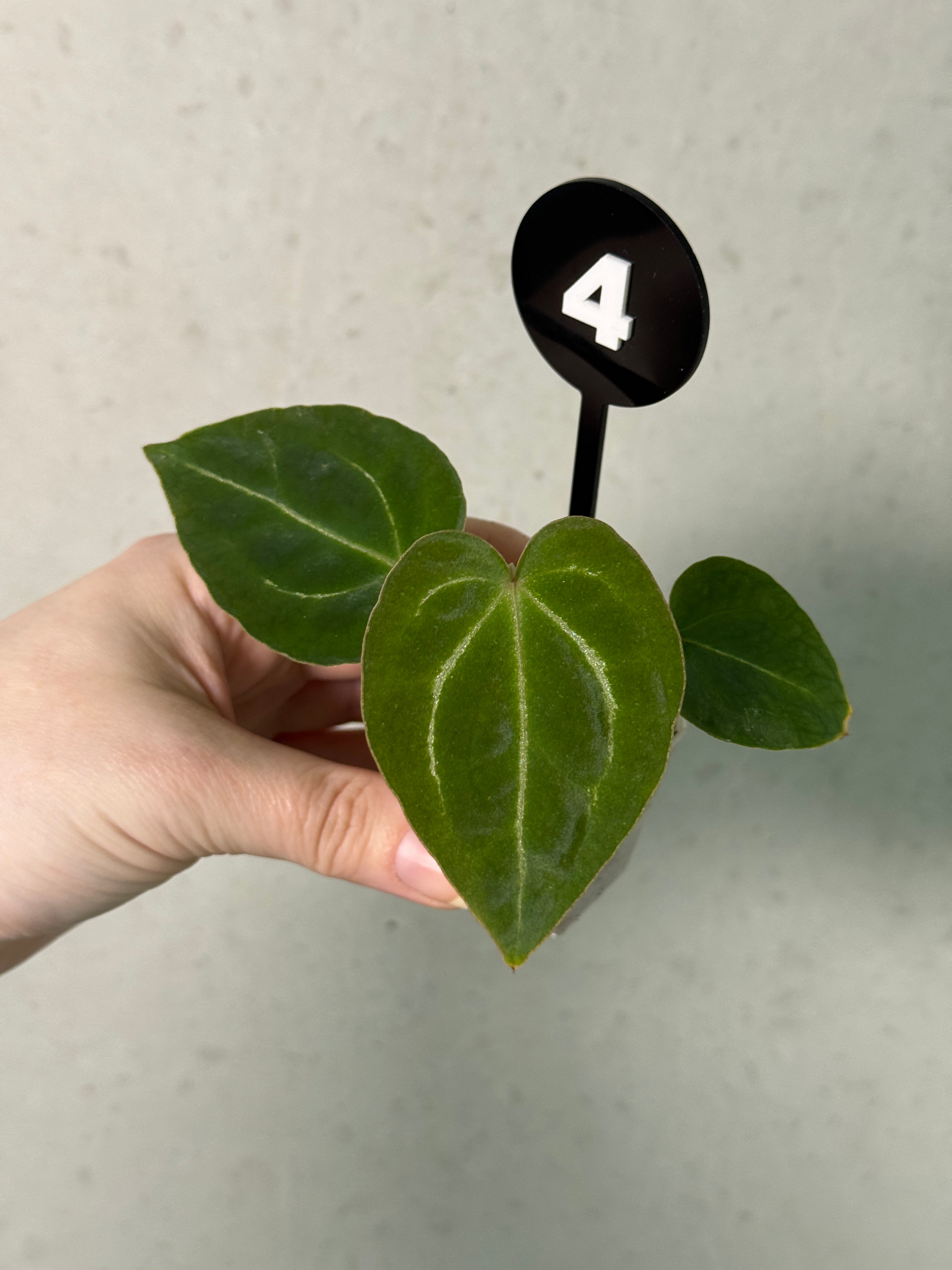 Anthurium Michelle x Forgetii