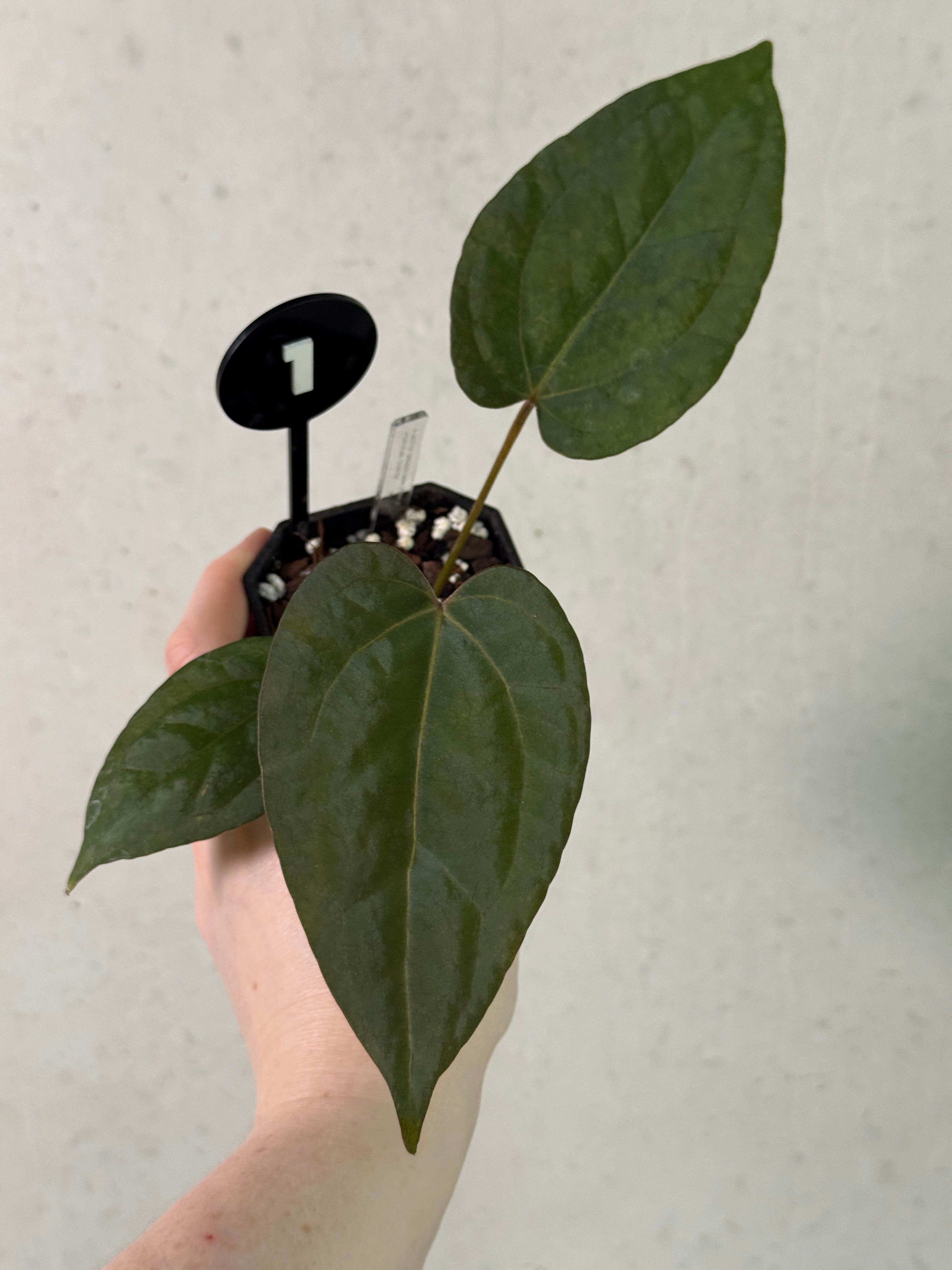 Anthurium Ace of Spades Dark Form x Portillae ‘Dorito’ - Clone