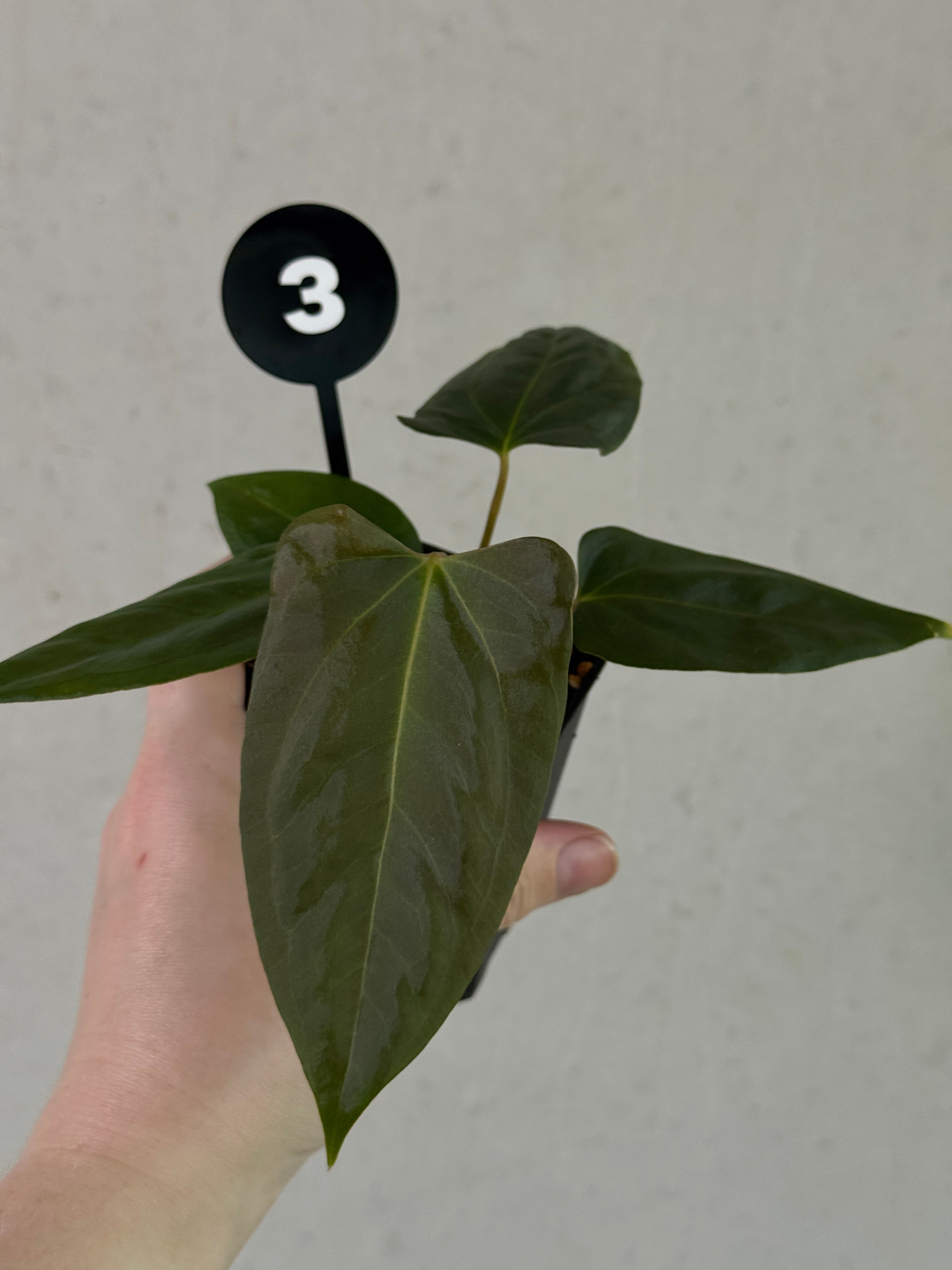 Anthurium plant with glossy green leaves and vibrant red spathes, from SMUKHI's Anthurium papillilaminum 'Marie' x 'IL' hybrid collection.