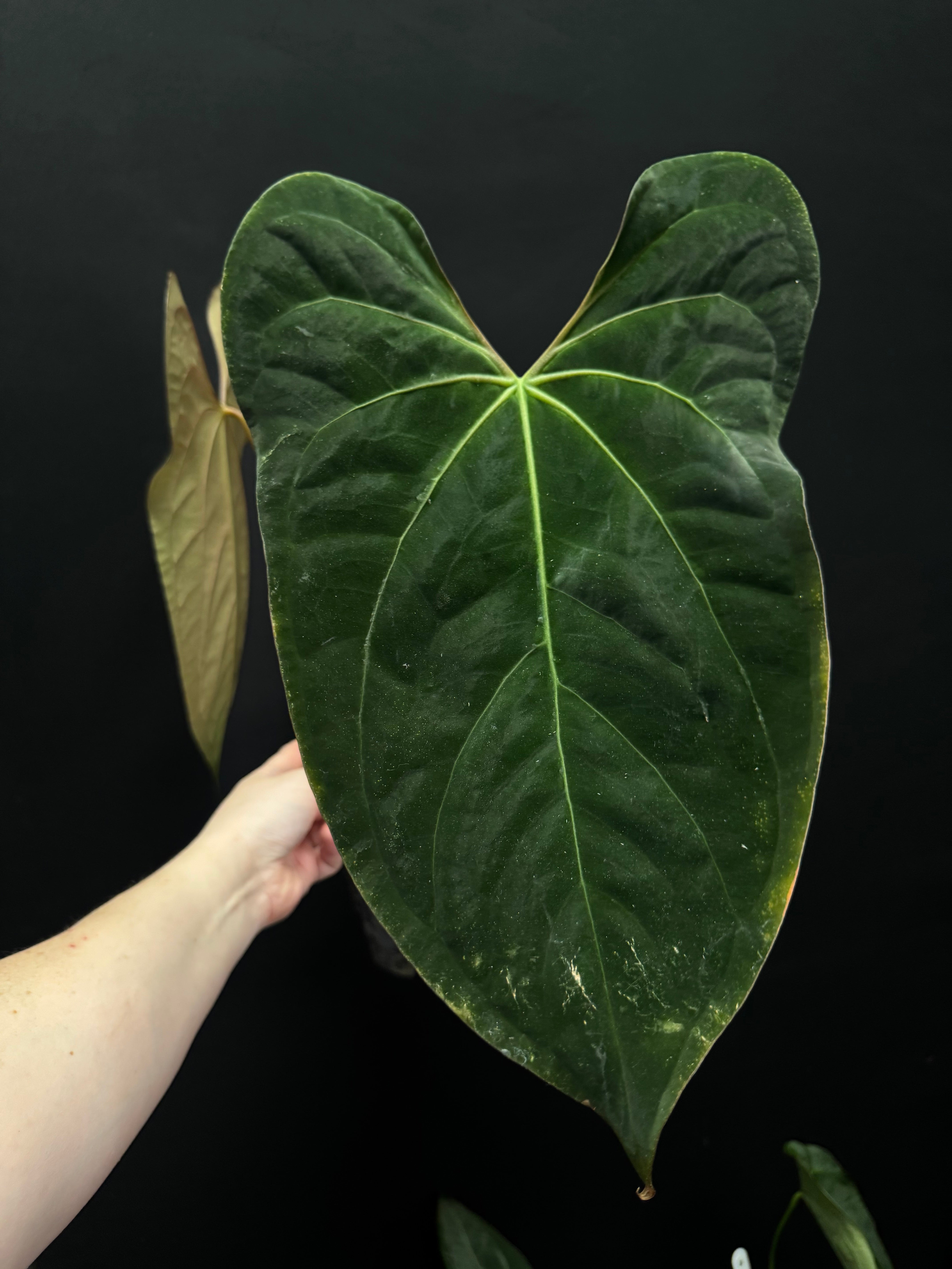 Anthurium Ace of Spades Dark Form x Papillilaminum 'Incurved lobes'