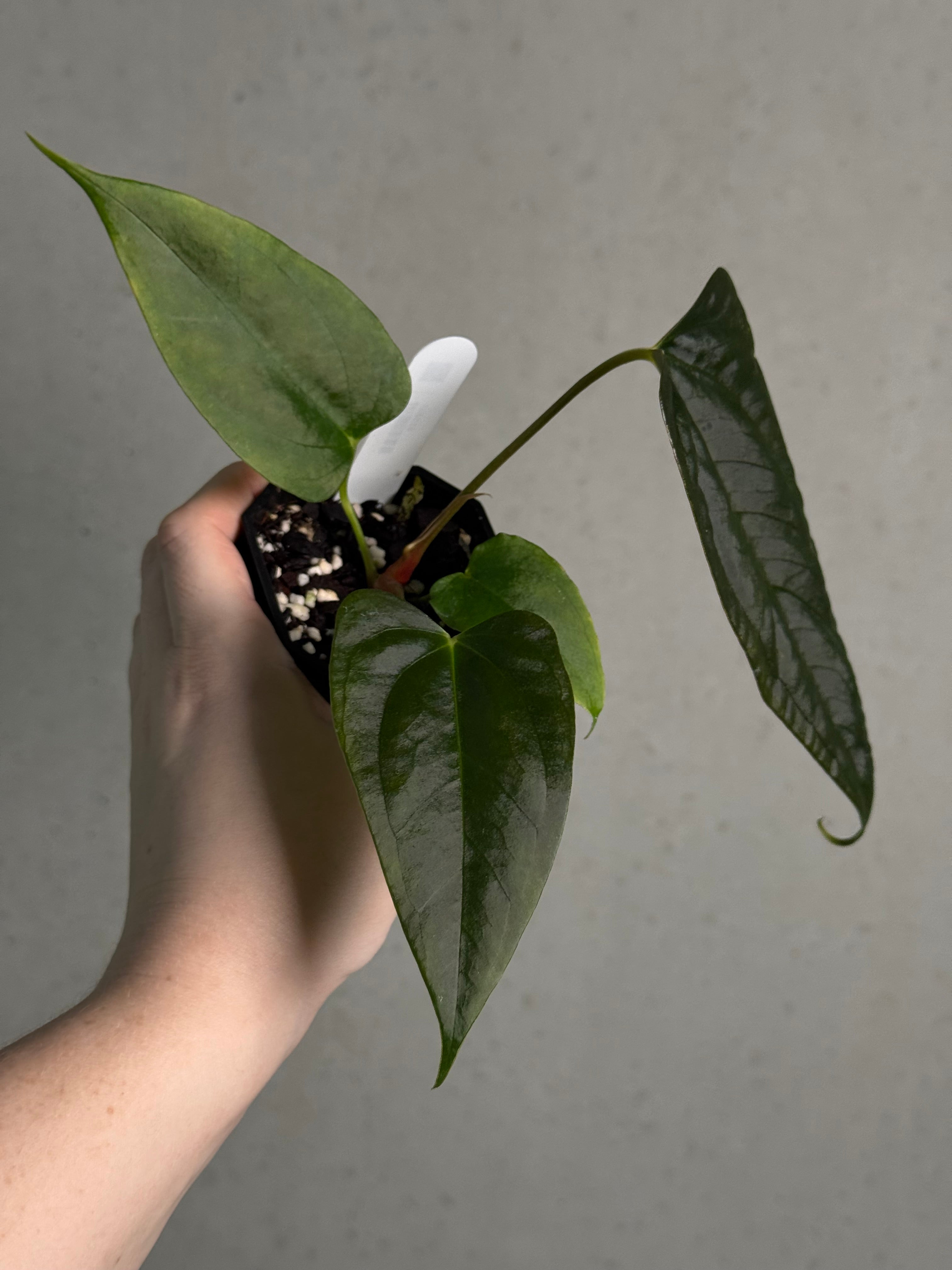 Anthurium Indo Portillae x self