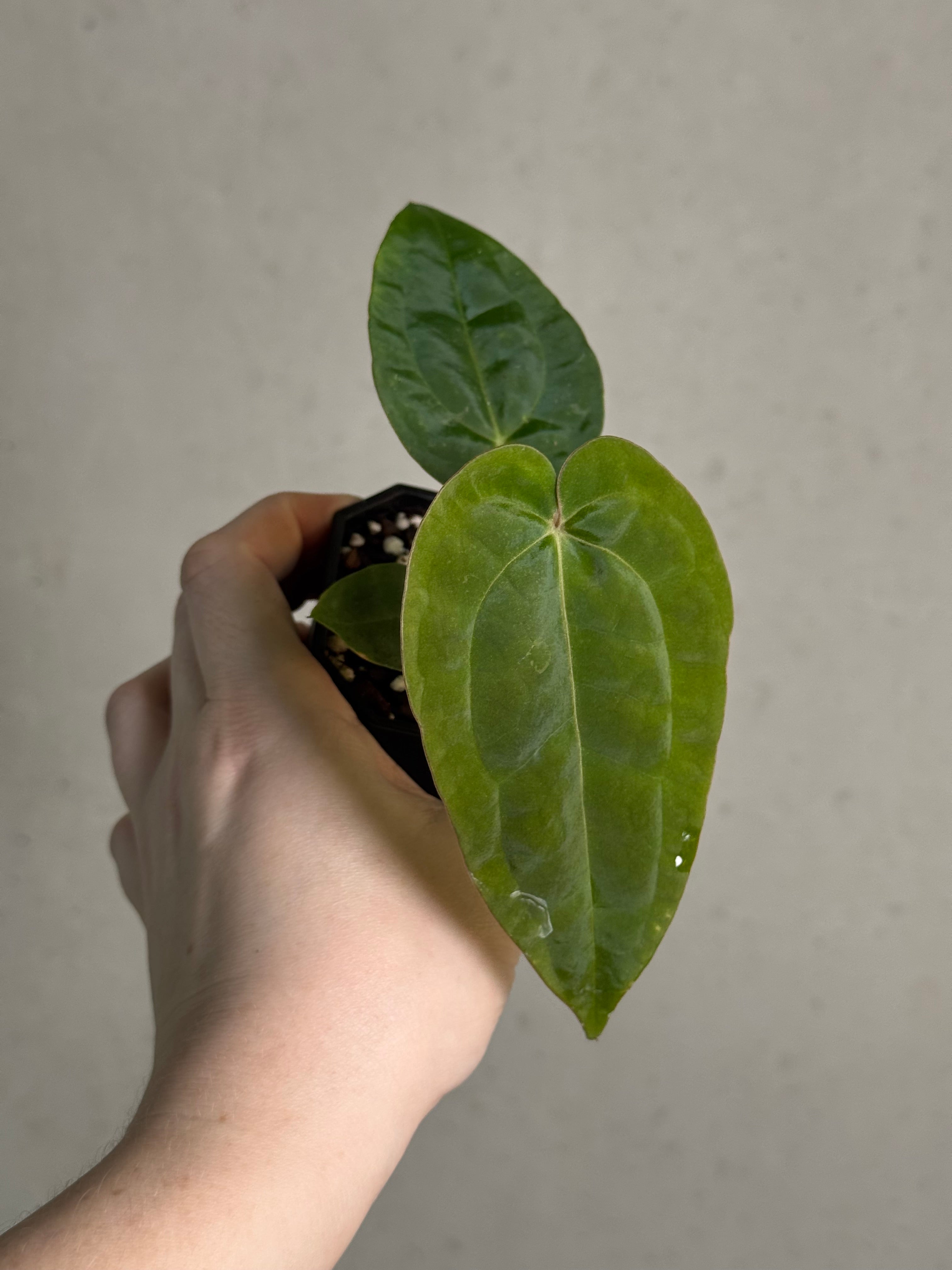 Anthurium Michelle x Papillilaminum ‘Guna Yala’ - SMUKHI