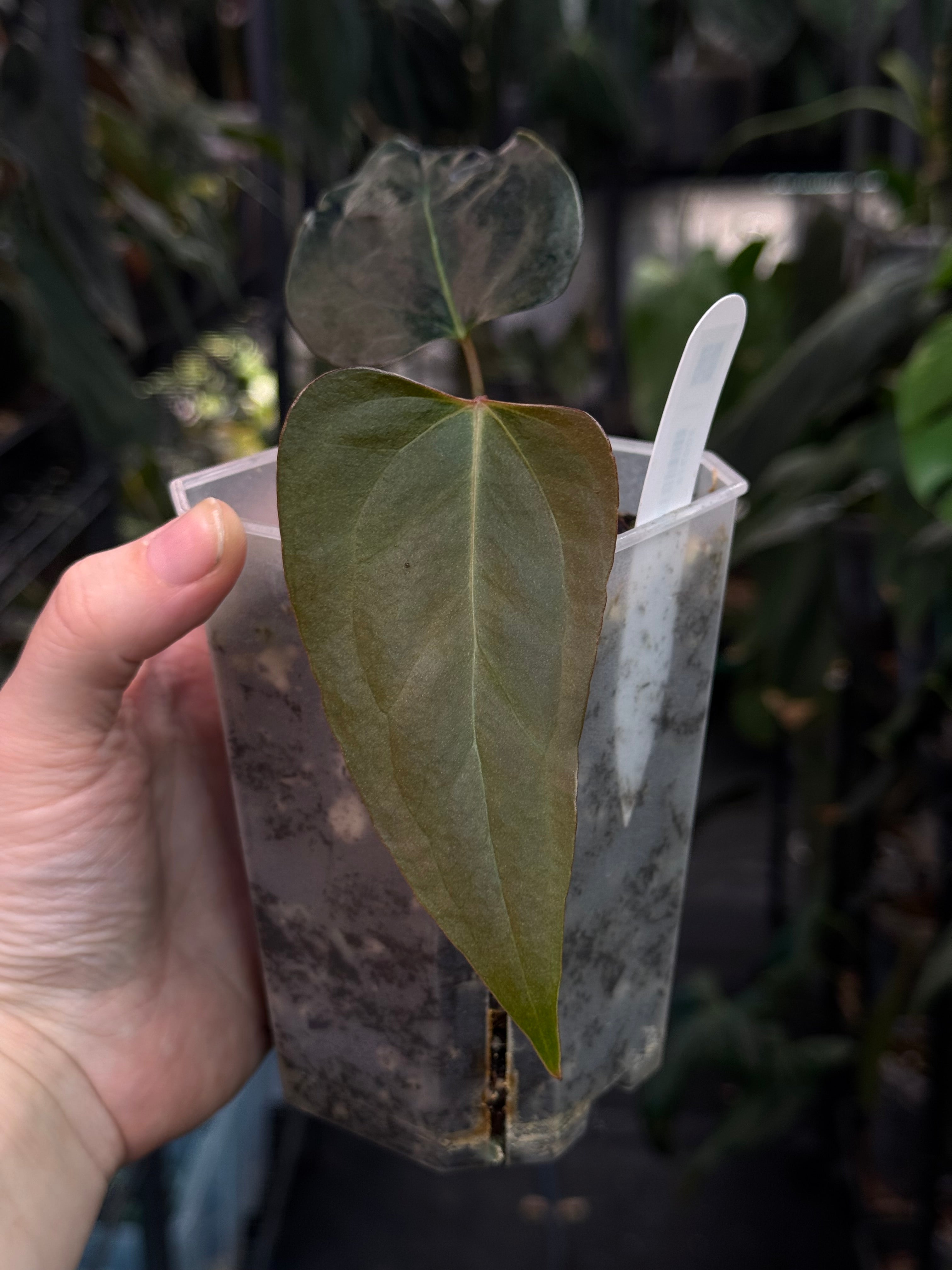 Anthurium Indo Portillae XDF x Indo Portillae - Clone