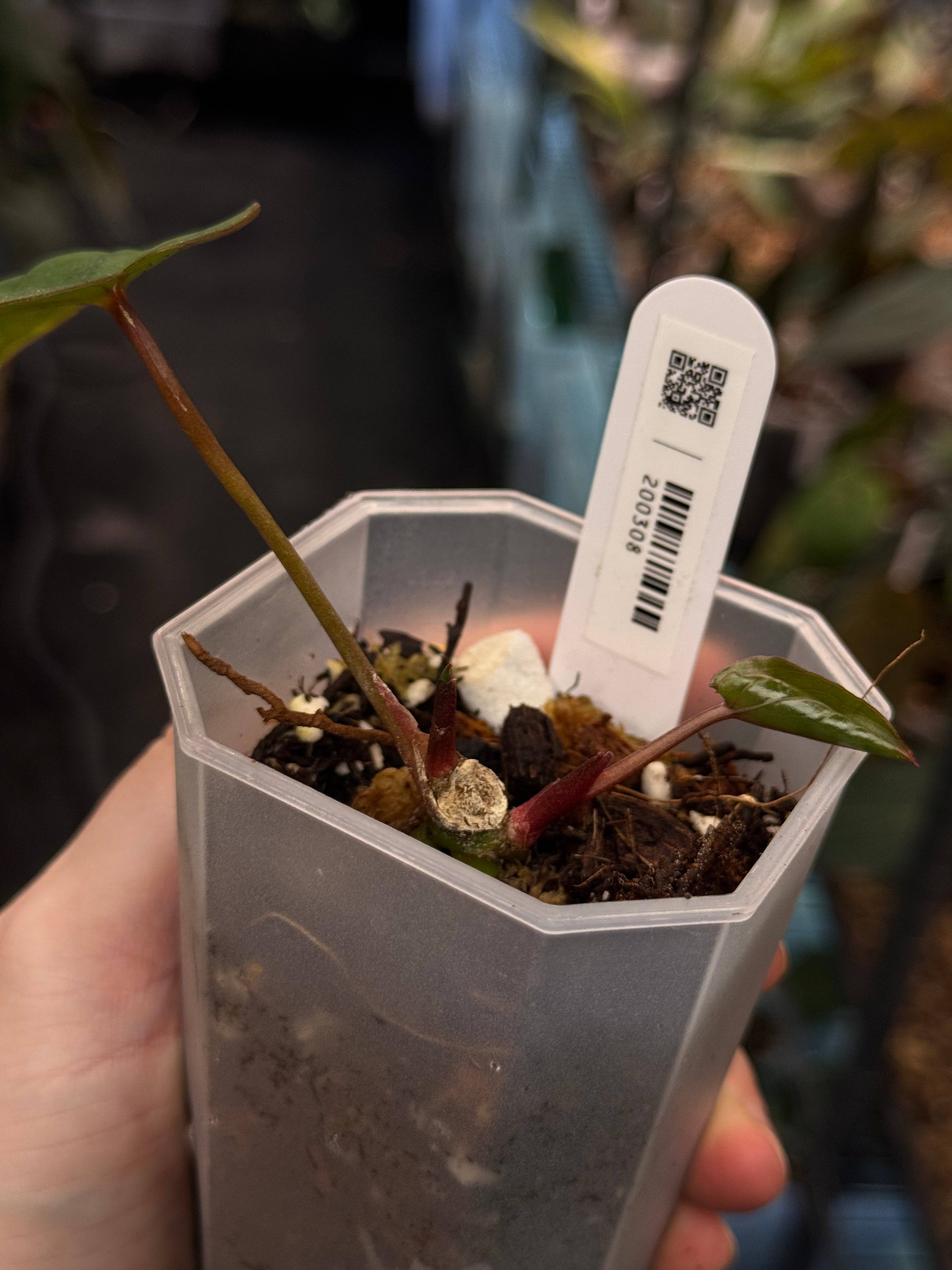 Anthurium ‘Blood Moon’ - SMUKHI