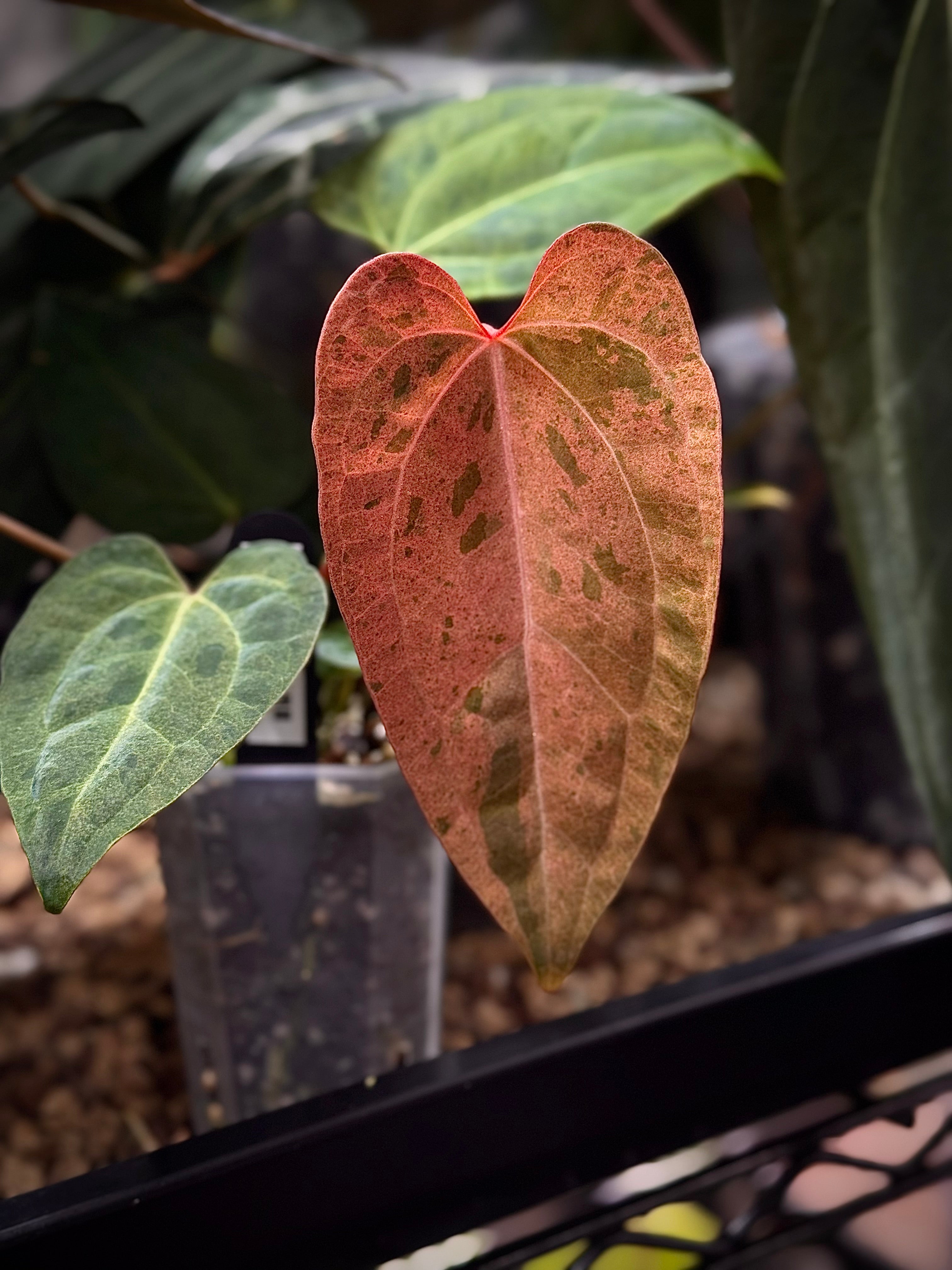 NFS: Anthurium Ace of Spades Dark Form x Portillae ‘Dorito’