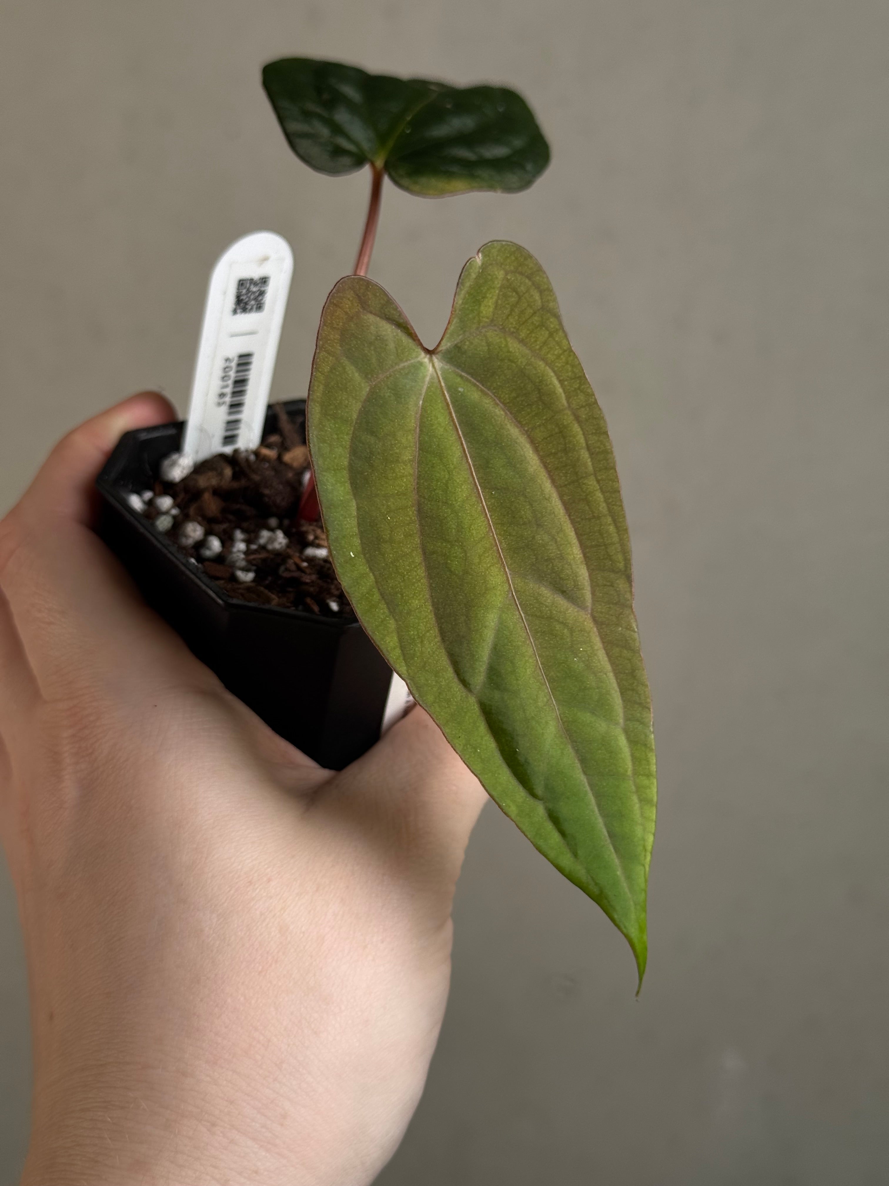 Anthurium Fort Sherman x Red Vein Dark Phoenix - Clone