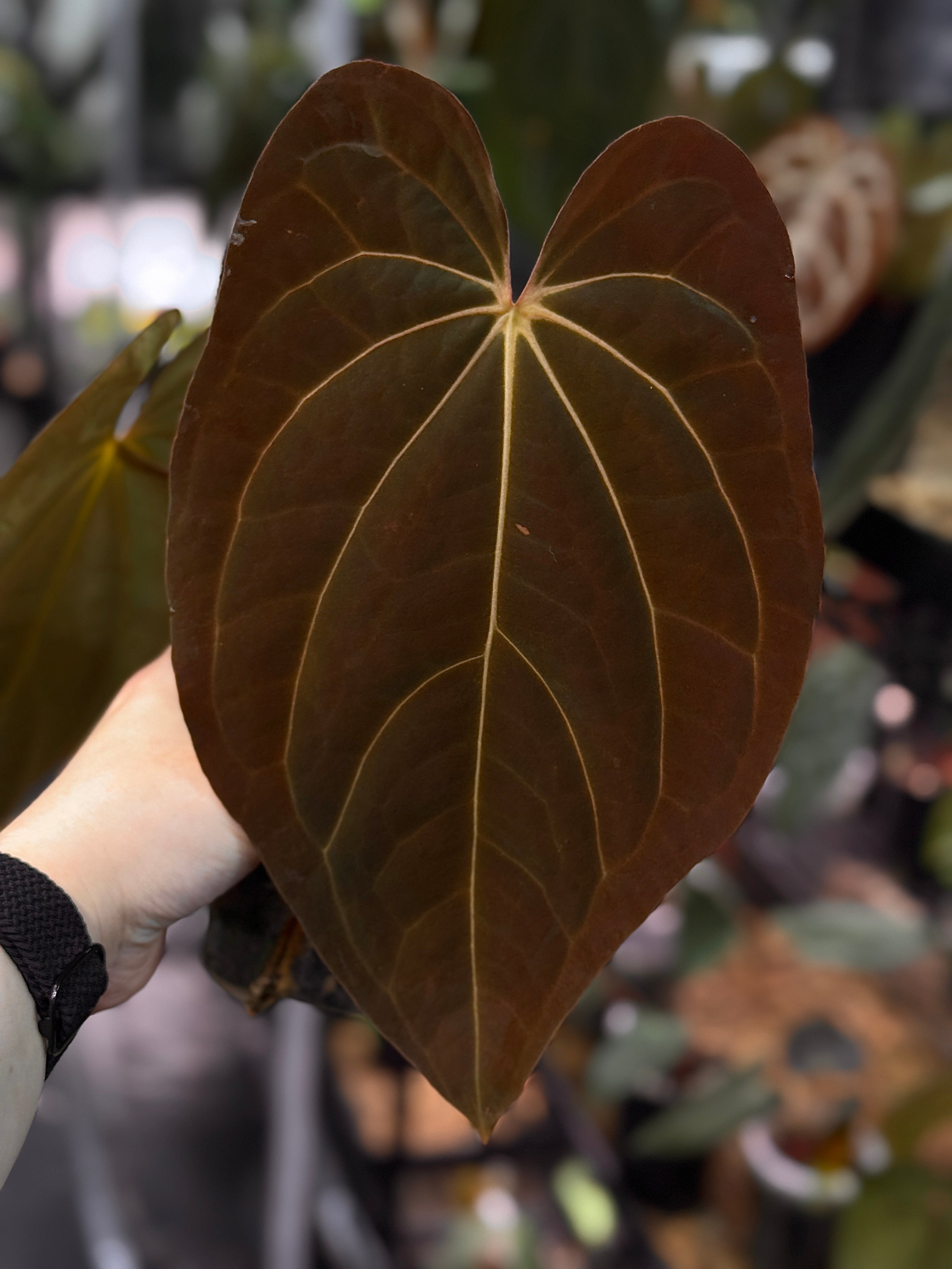 NFS: Anthurium Carlablackiae x BVEP