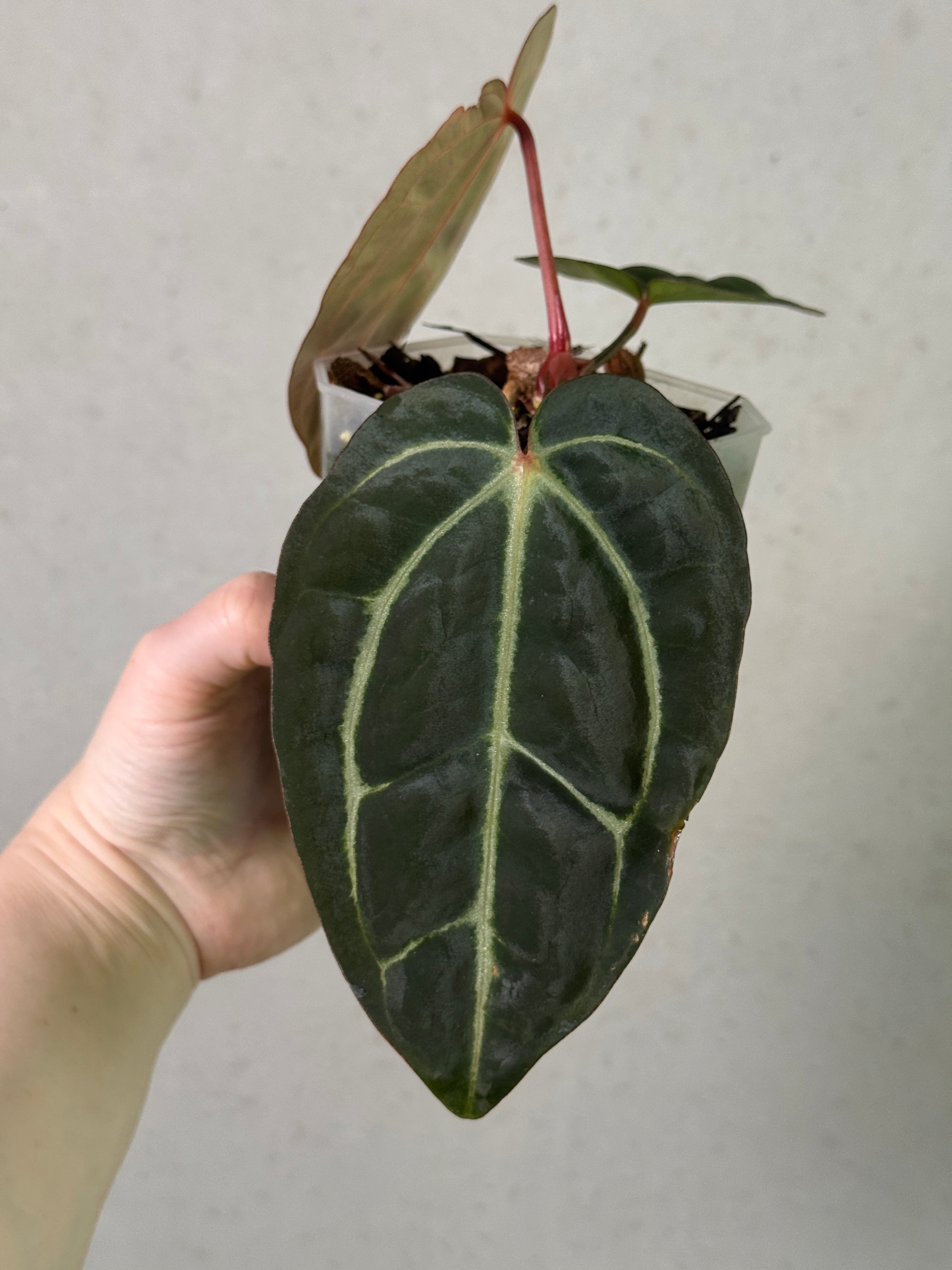 Anthurium Carlablackiae 'District' x BUZ1 - Clone - Rare Finds for