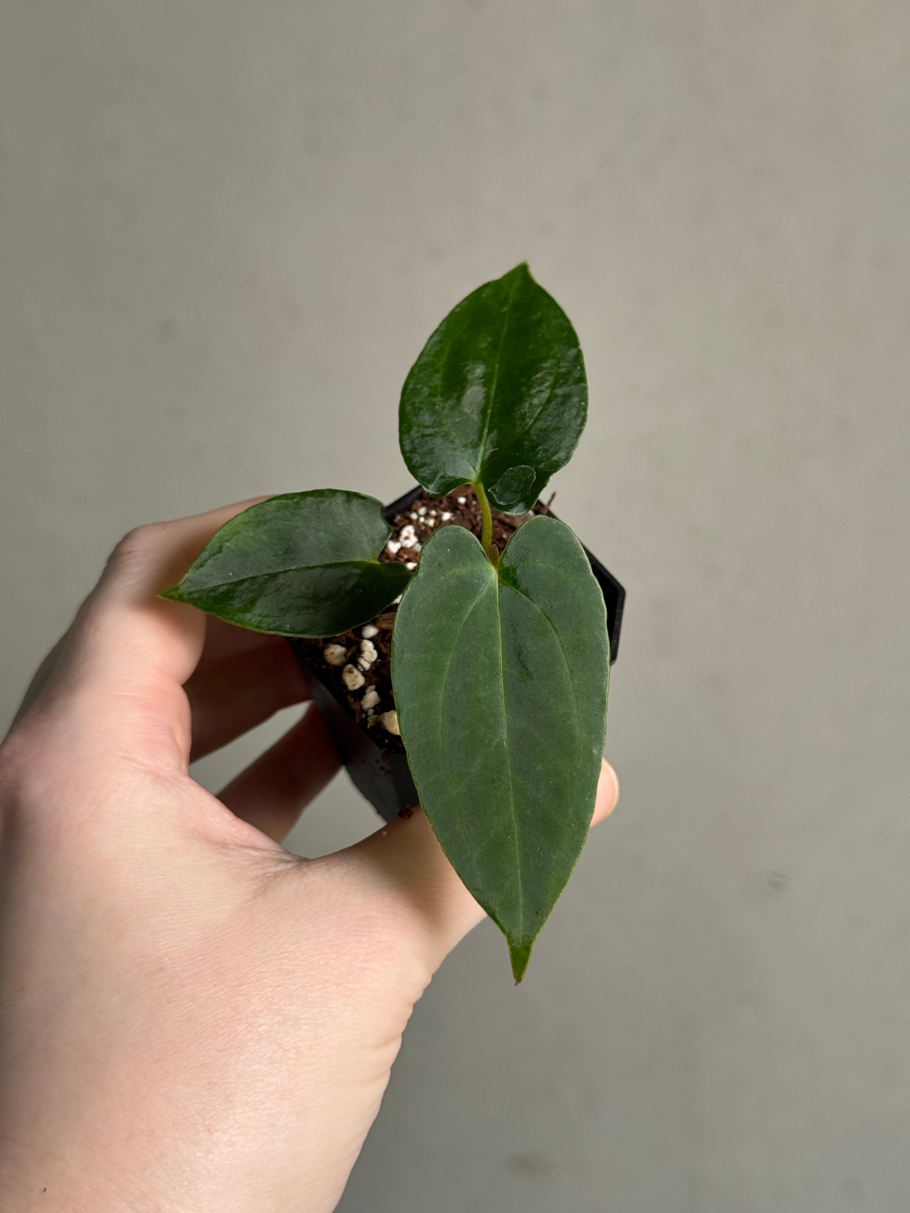 Anthurium Ralph Lynam x self