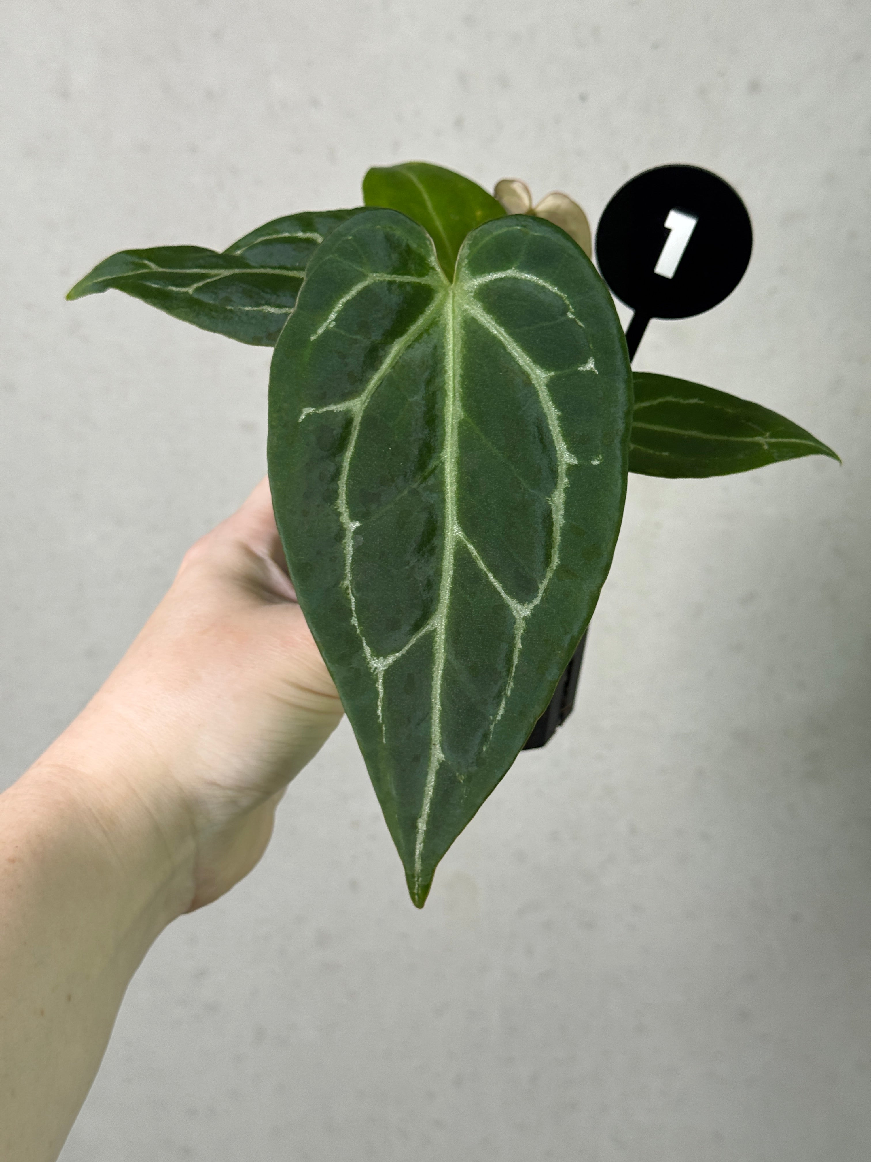 Anthurium Tim Anderson 'Stripey' plant from Granthuriums, featuring vibrant green leaves with striking white-striped patterns.