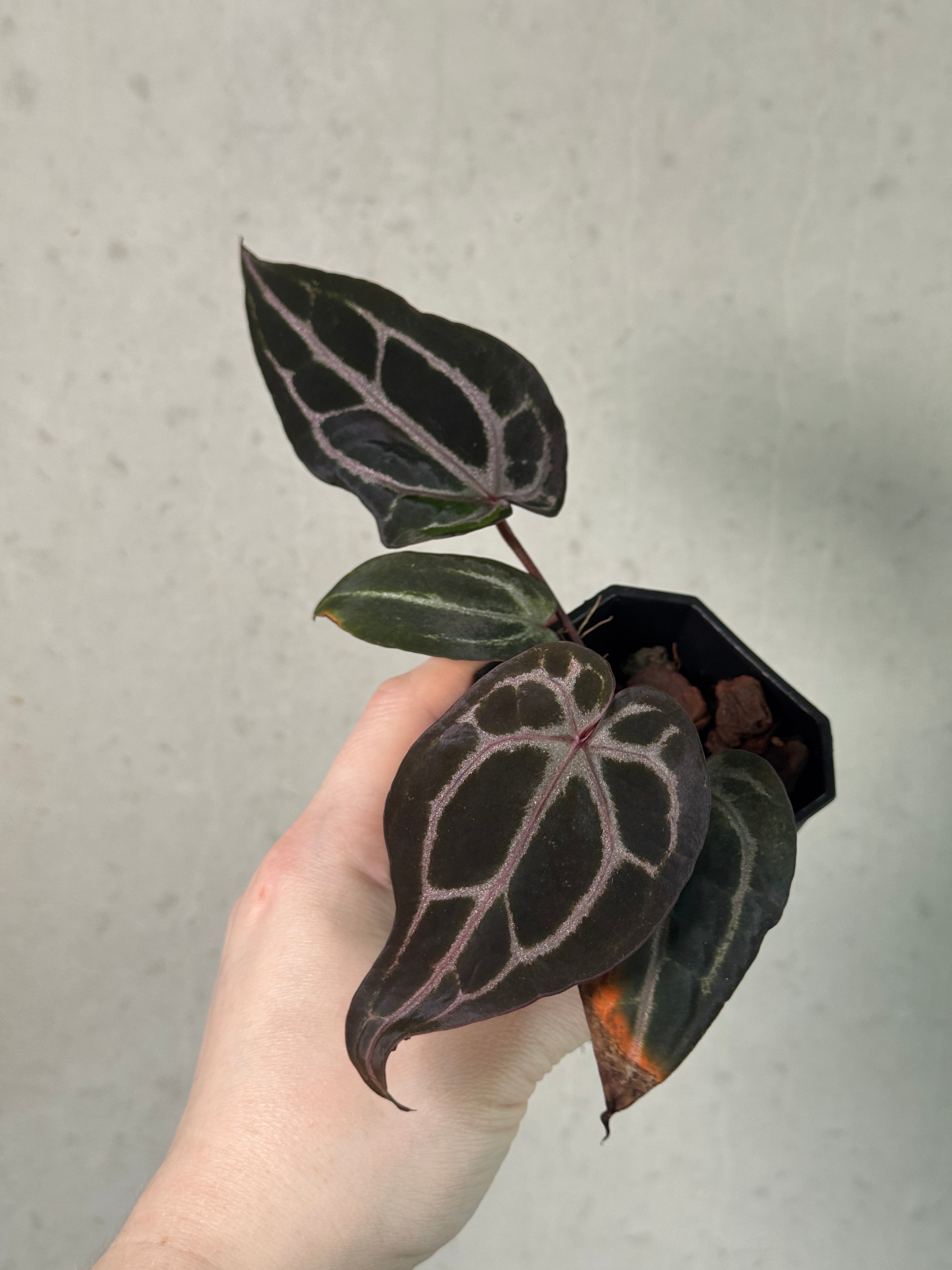 Anthurium DocBlock [Lost Tag] - Clone - Pre-order