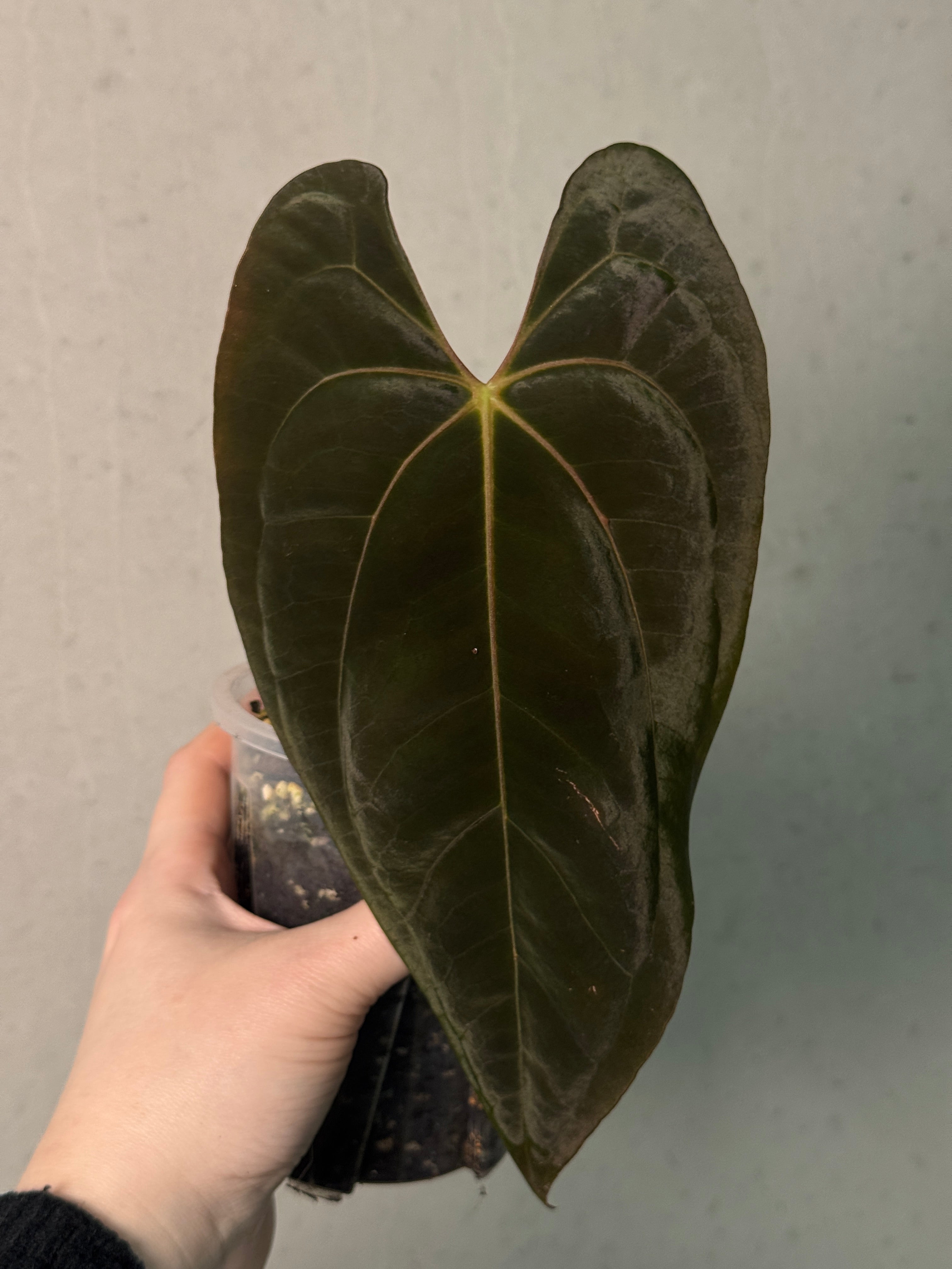 Anthurium Papillilaminum XOne x Goliath - Clone - SMUKHI