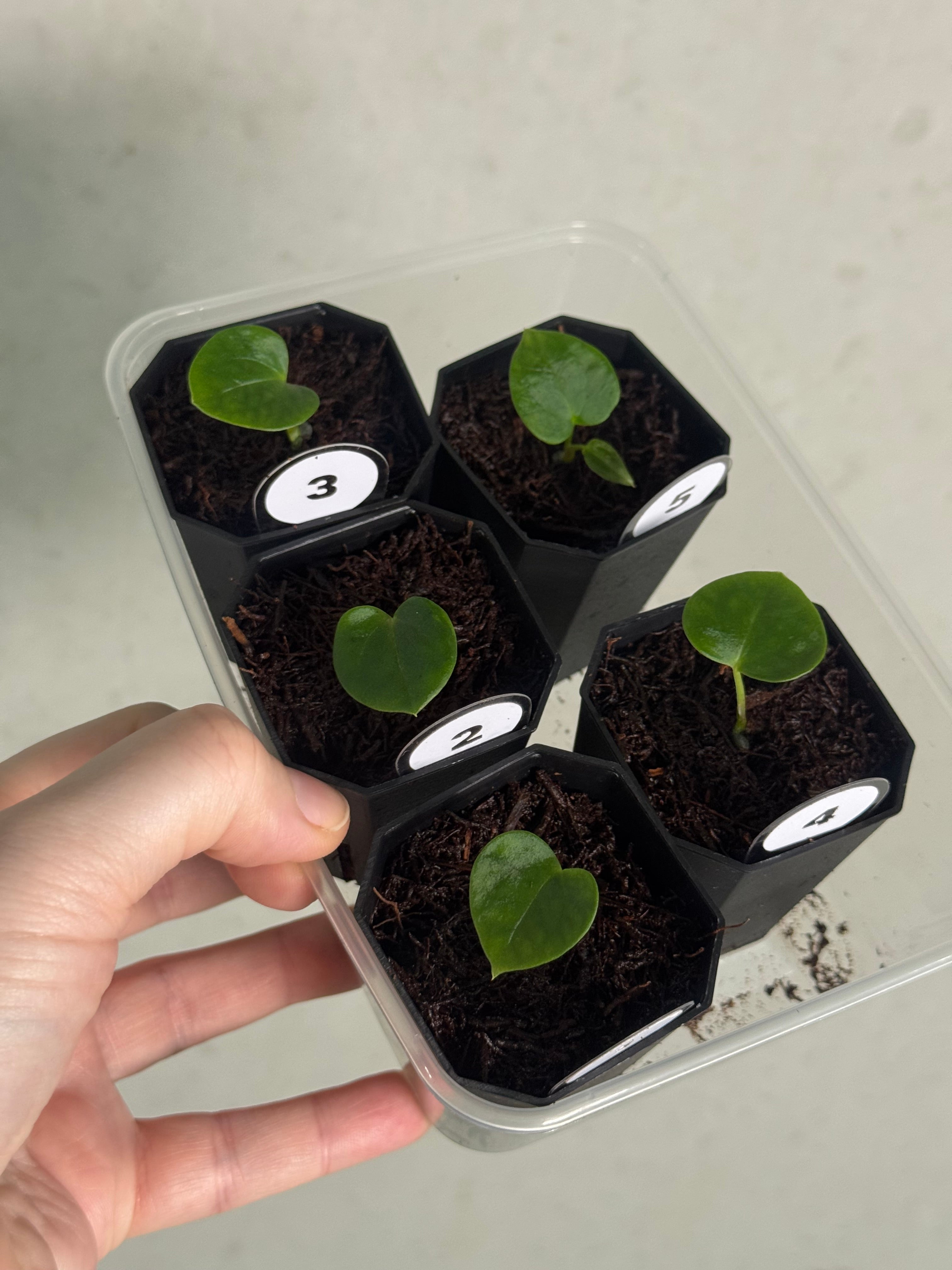 Anthurium Papillilaminum Ree Gardens x BVEP (‘Round’ x RA1) - SMUKHI