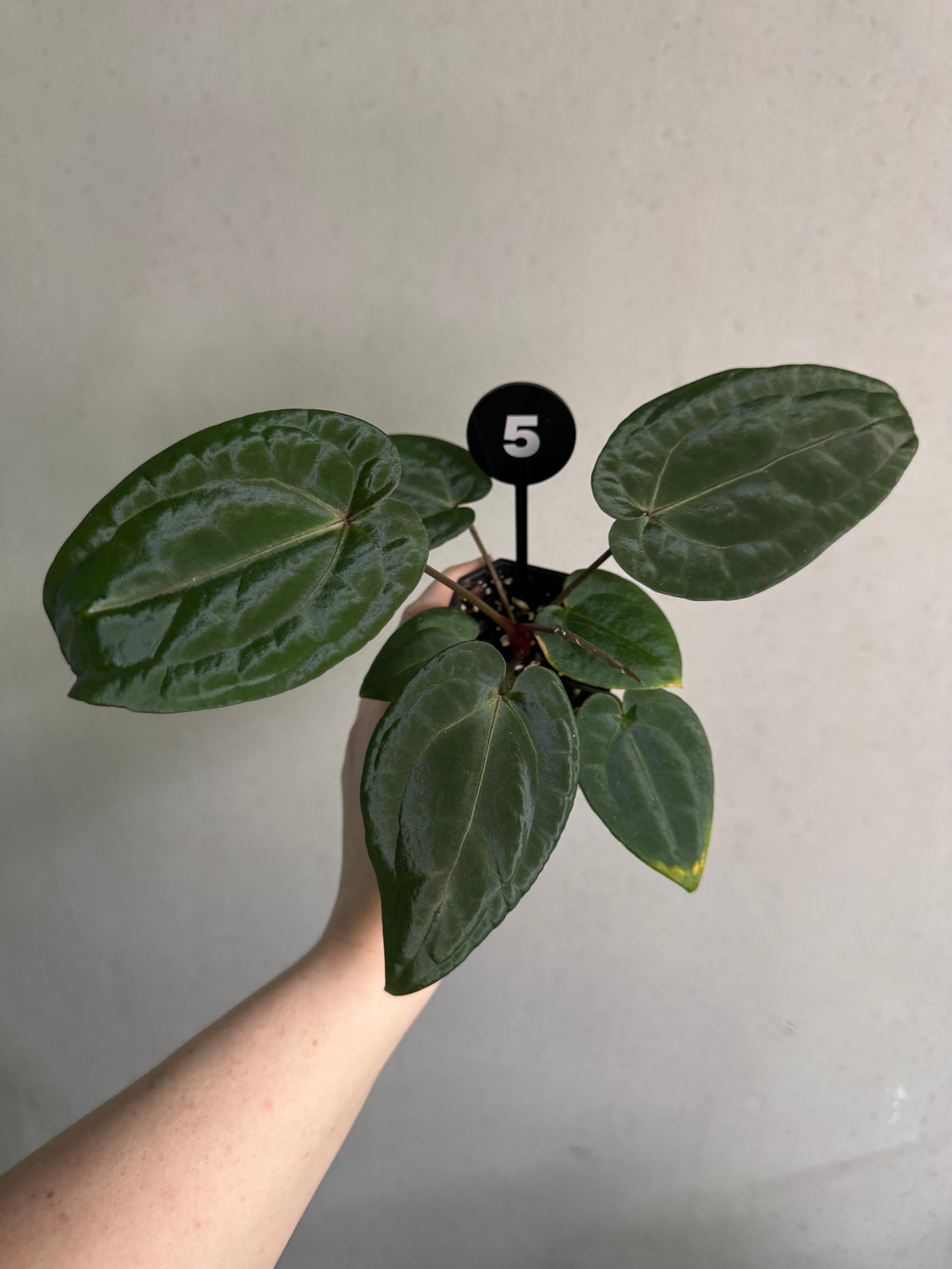 SMUKHI Anthurium Michelle plant with vibrant green leaves and glossy red flowers, indoor tropical houseplant.