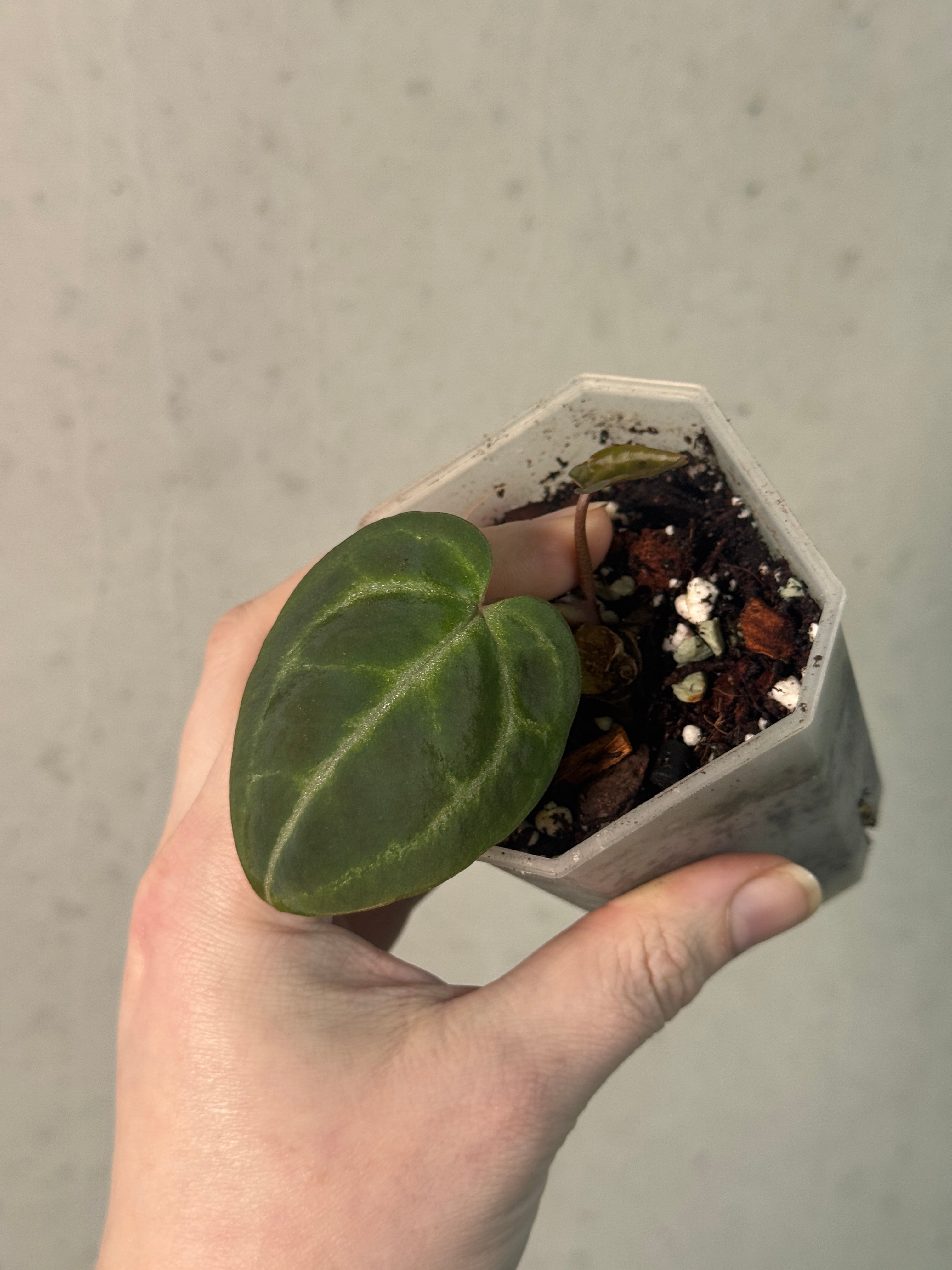 Anthurium Red Crystallinum WU4 S1 - SMUKHI