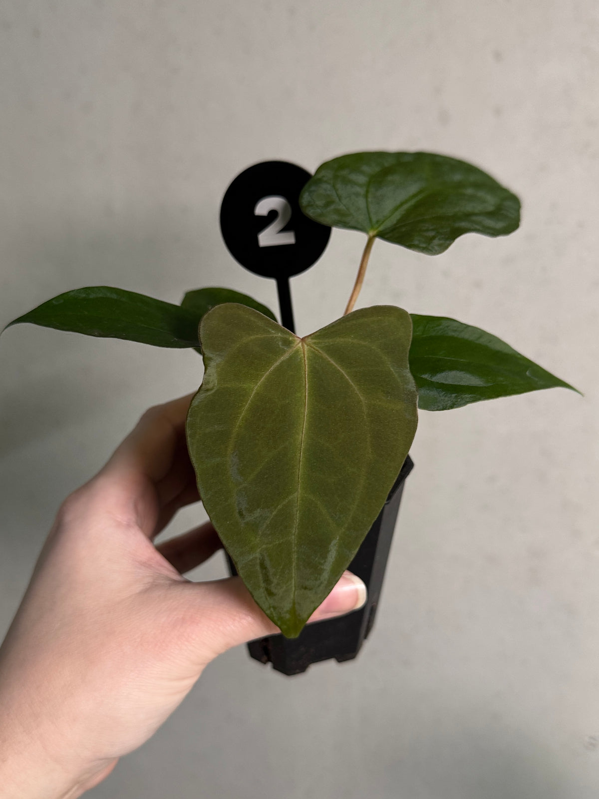 Anthurium sp. Nov DF x (Papillilaminum x Dressleri) plant from Crystallinaminum, showcasing glossy green leaves and vibrant spathes.