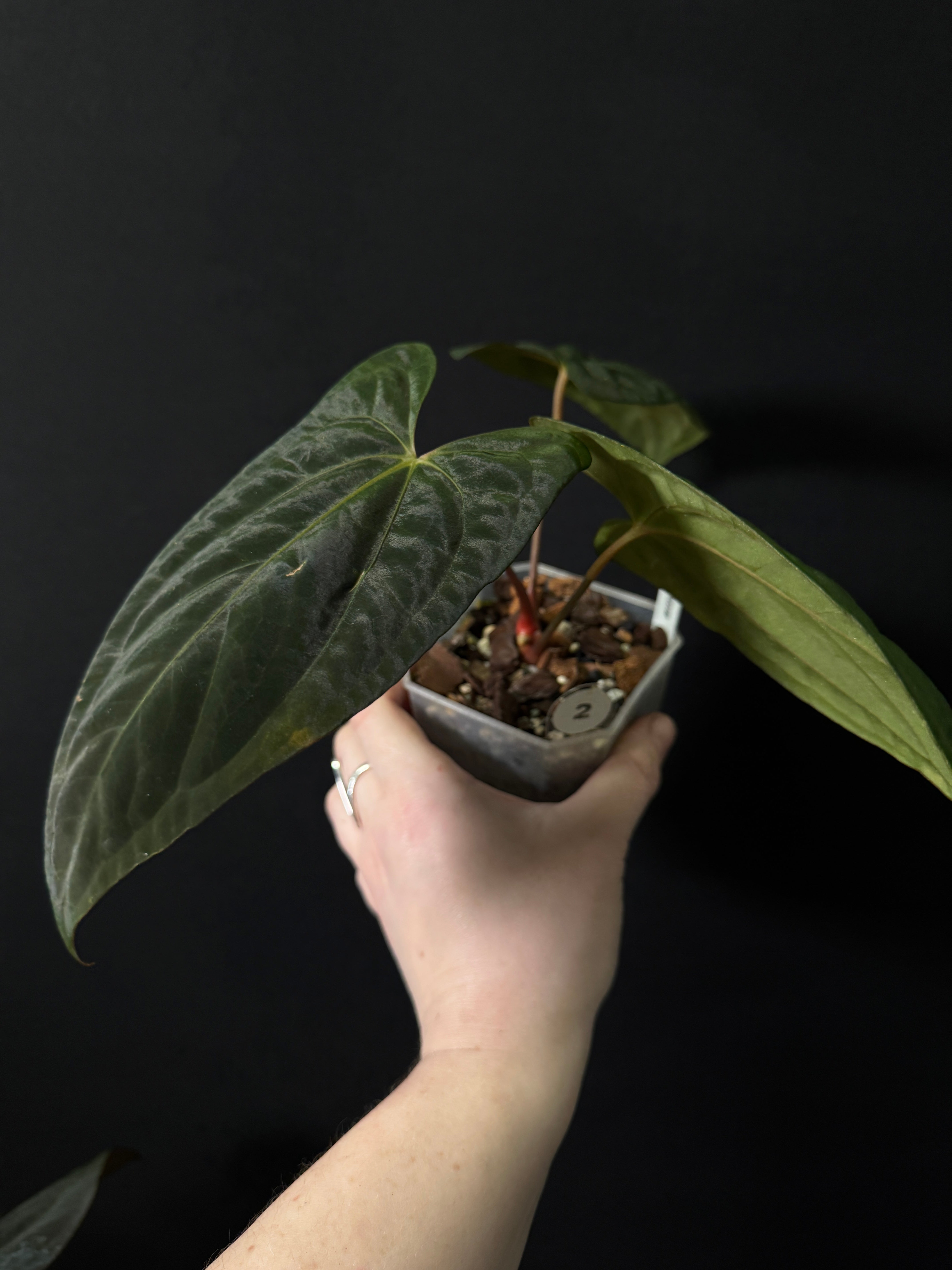 Anthurium Dark Phoenix x Fort Sherman