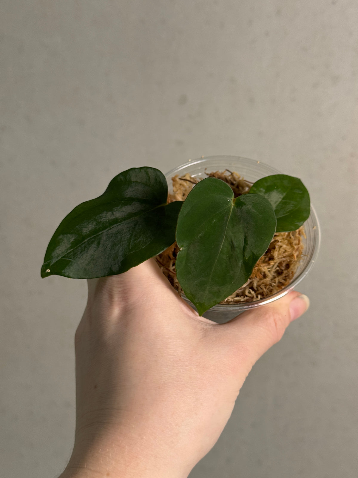 Anthurium Portillae NSE and Dressleri NSE plants by SMUKHI with lush green leaves and vibrant flowering spathes.