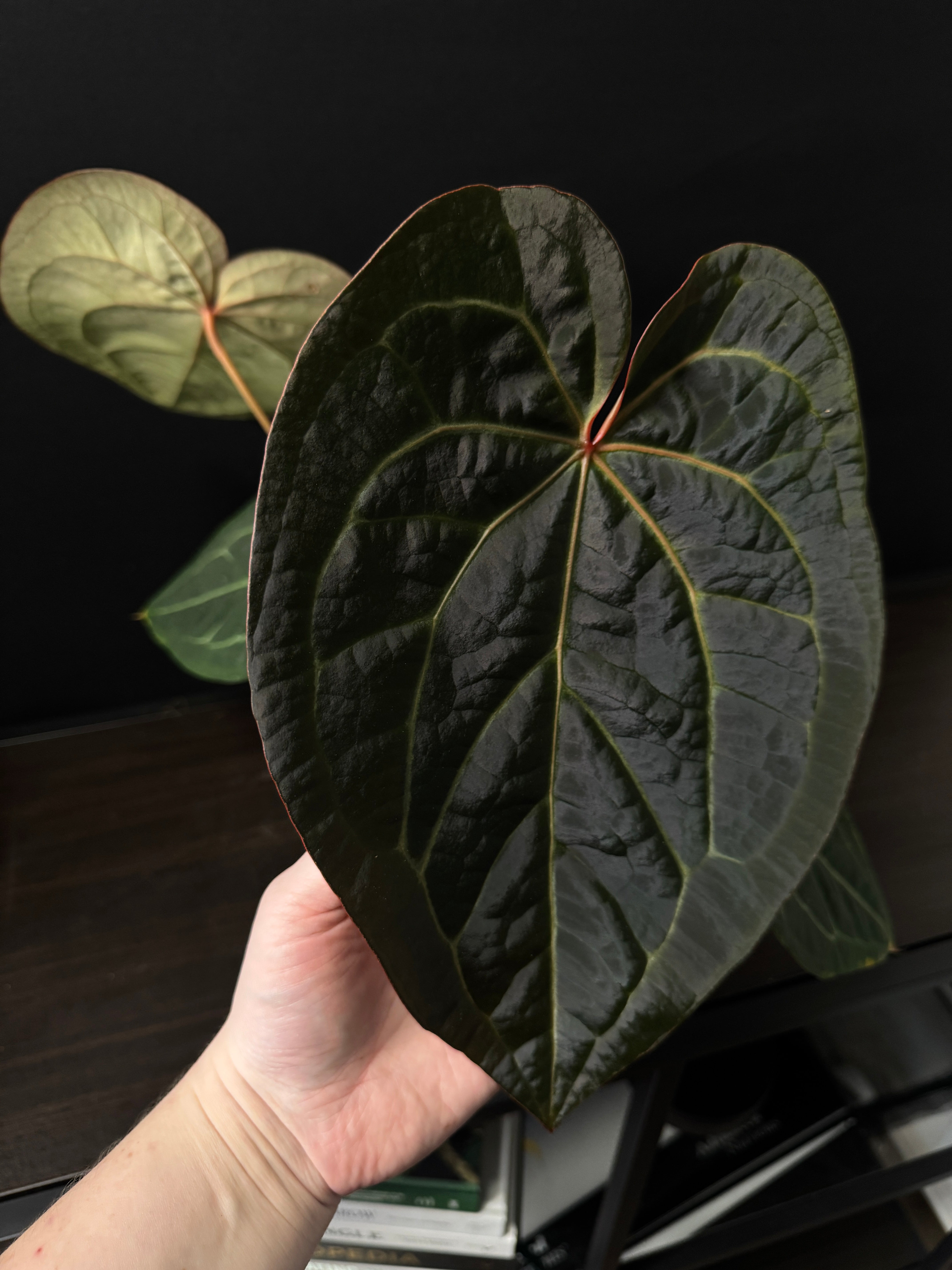 Anthurium Michelle '1' x Zara '52'