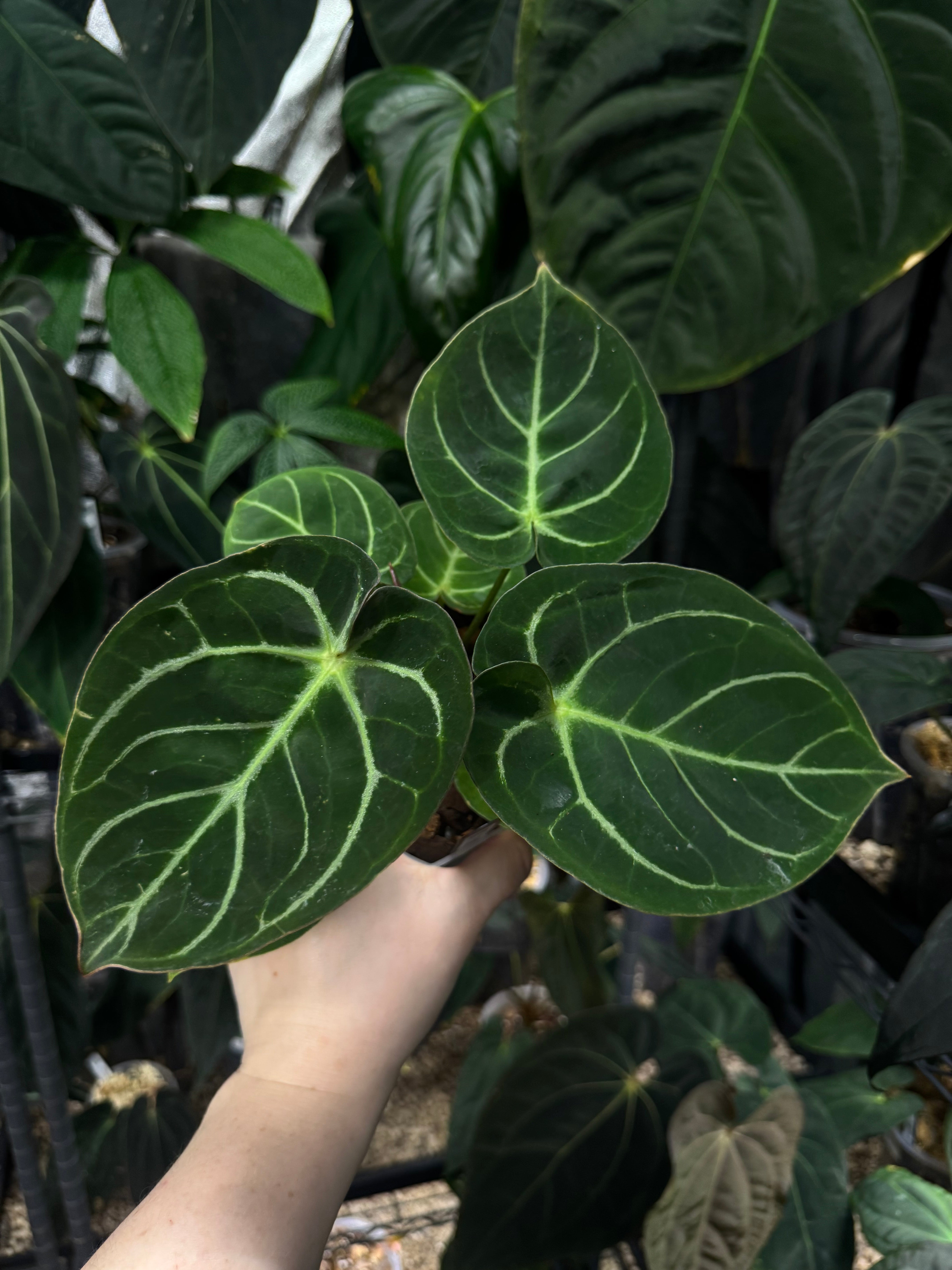 NFS: Anthurium Dorayaki