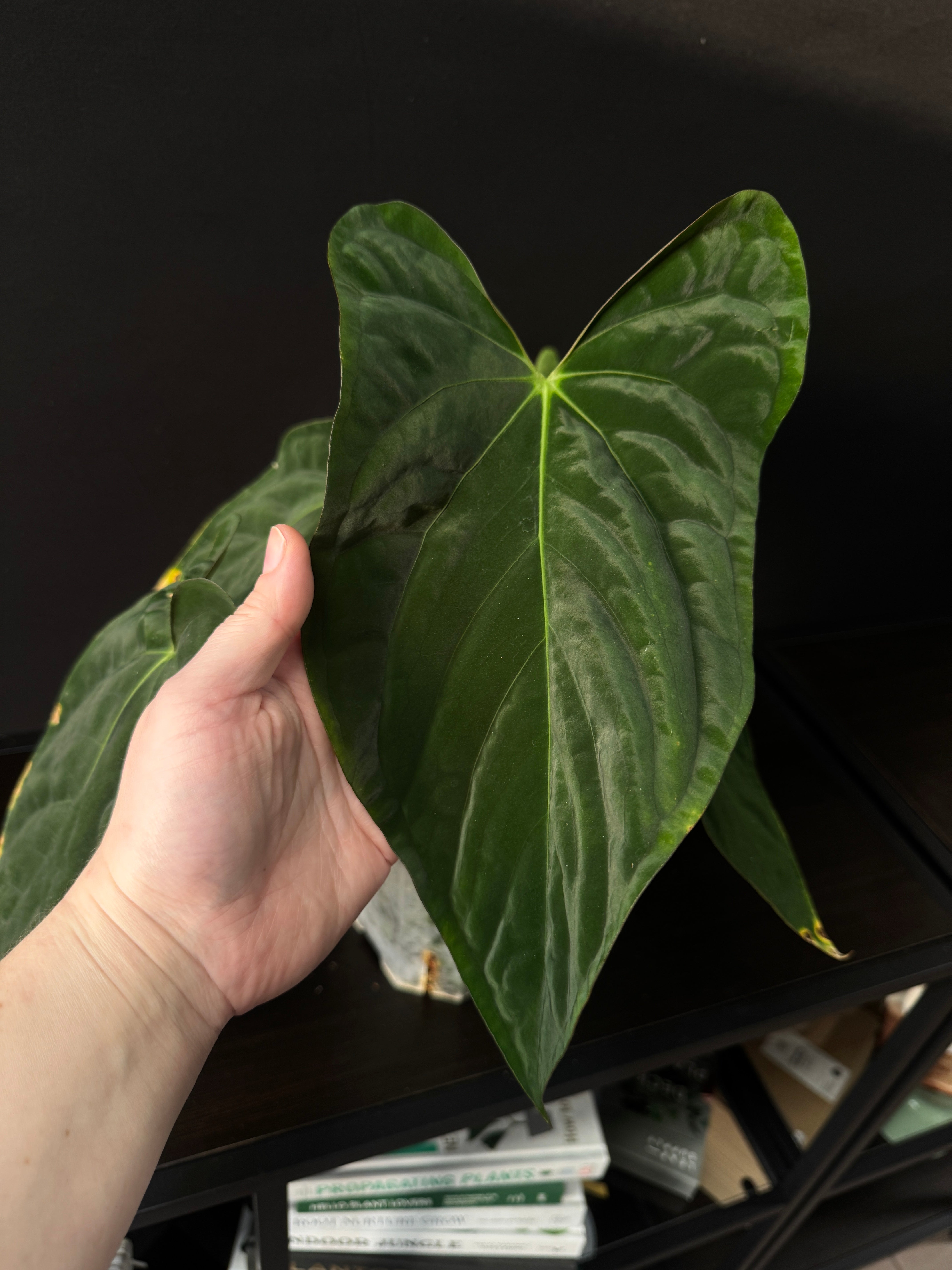 Anthurium Papillilaminum ‘Incurved Lobes’ x self - Clone