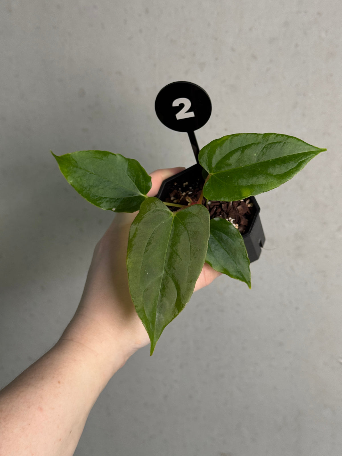 Anthurium Ralph Lynam clone plant from SMUKHI, with glossy green leaves and vibrant red flowers, shown in a healthy potted plant.