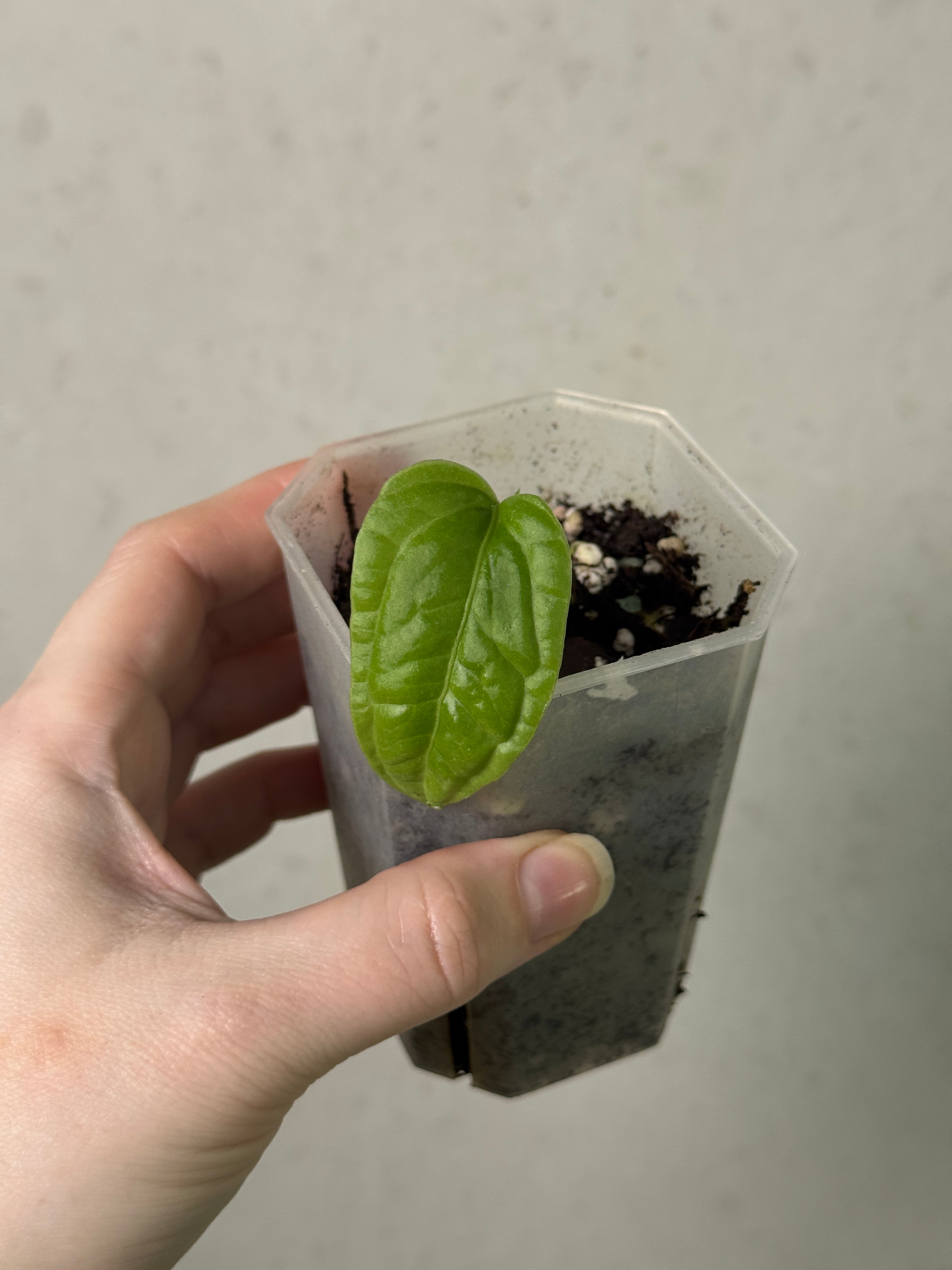 Anthurium Lapoanum S1 - Clone