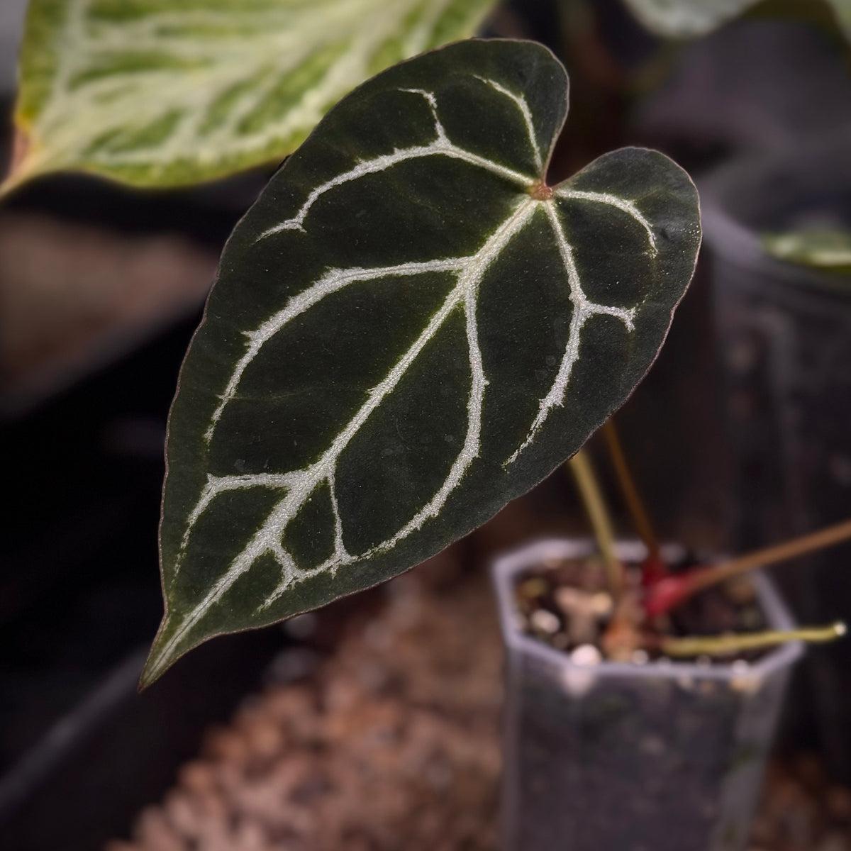 anthurium basilisk NFS: Anthurium 'Basilisk' x (HU x Red Crystallinum)