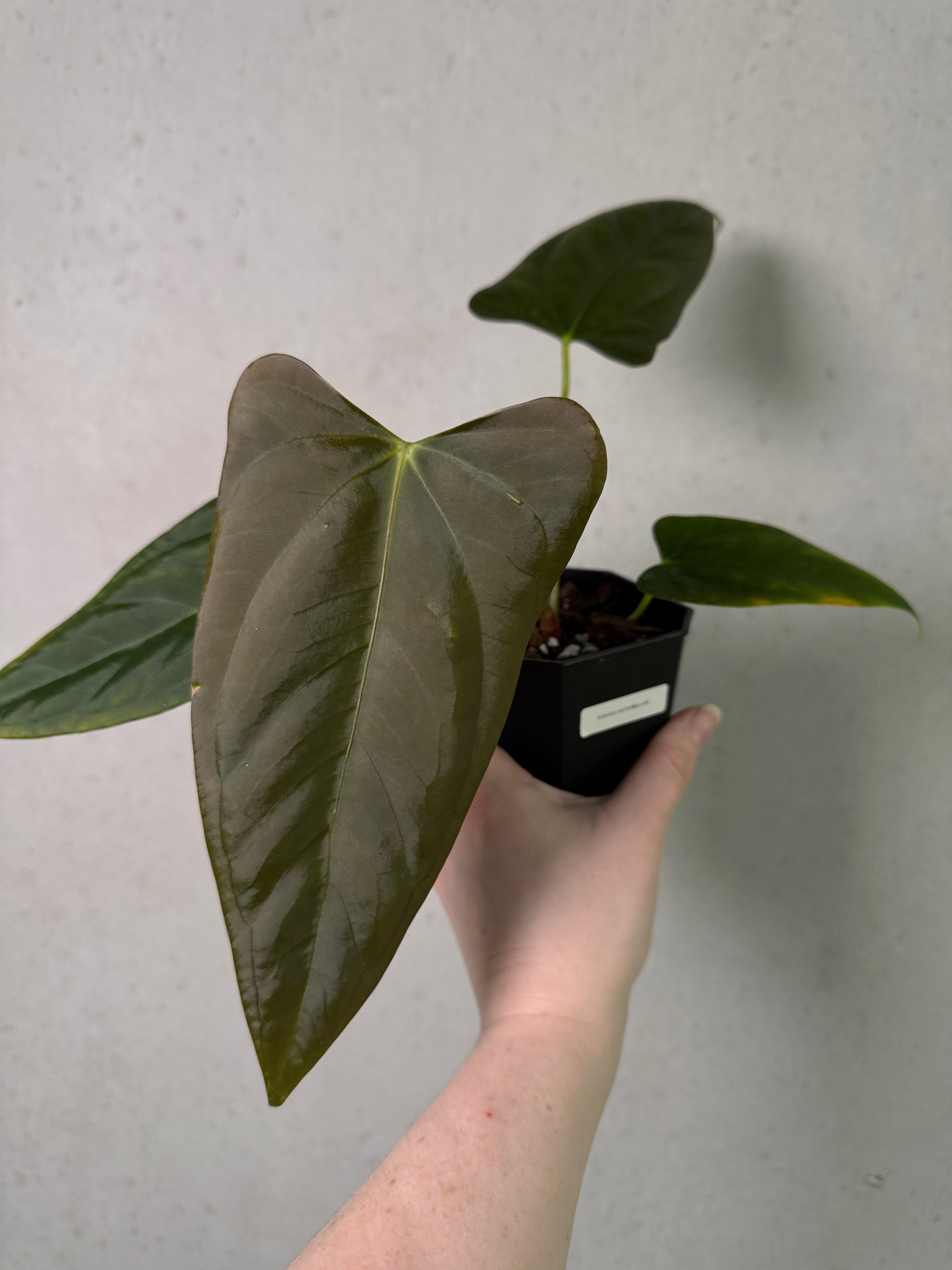 Anthurium Indo Portillae x self