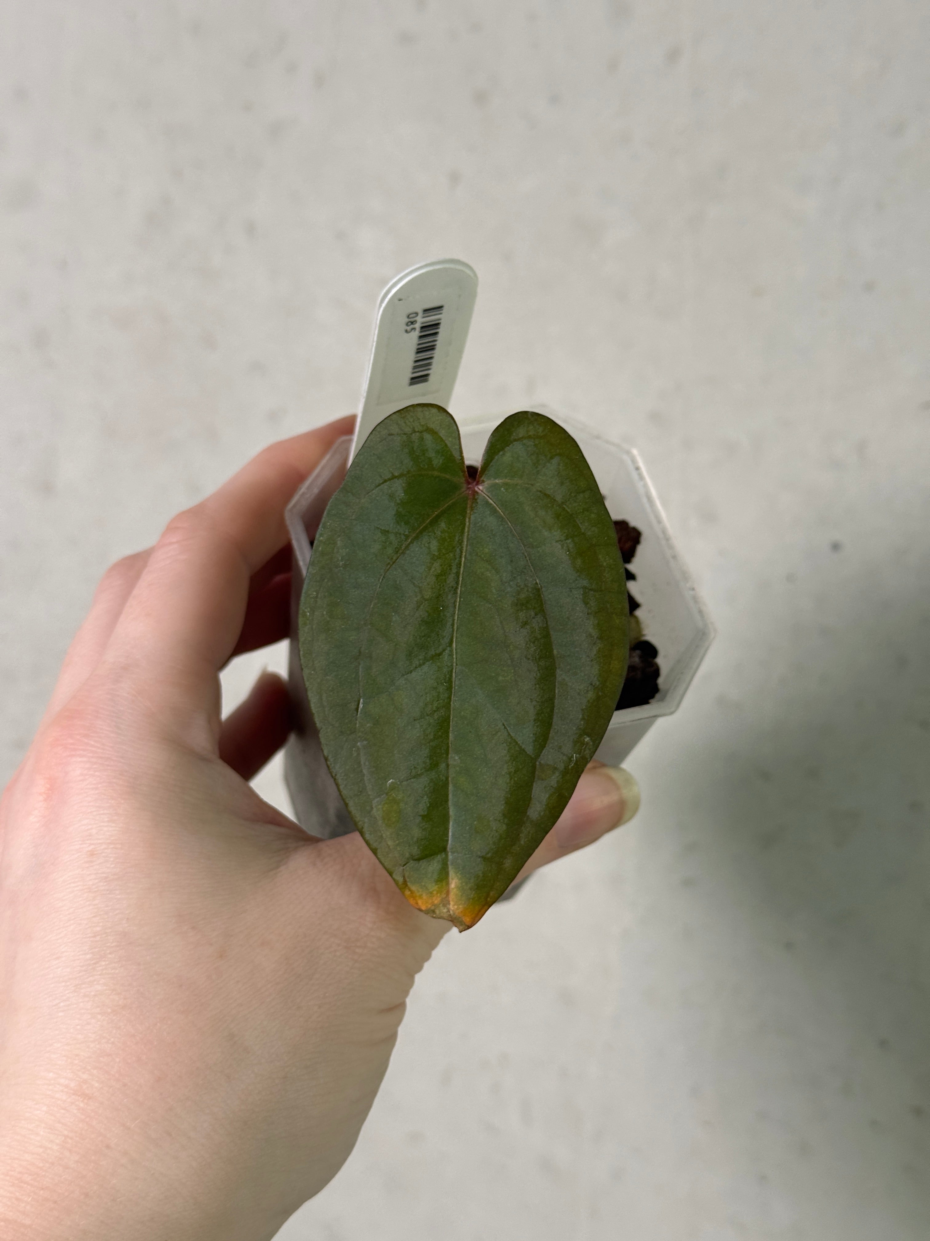 Anthurium RVDP - Clone