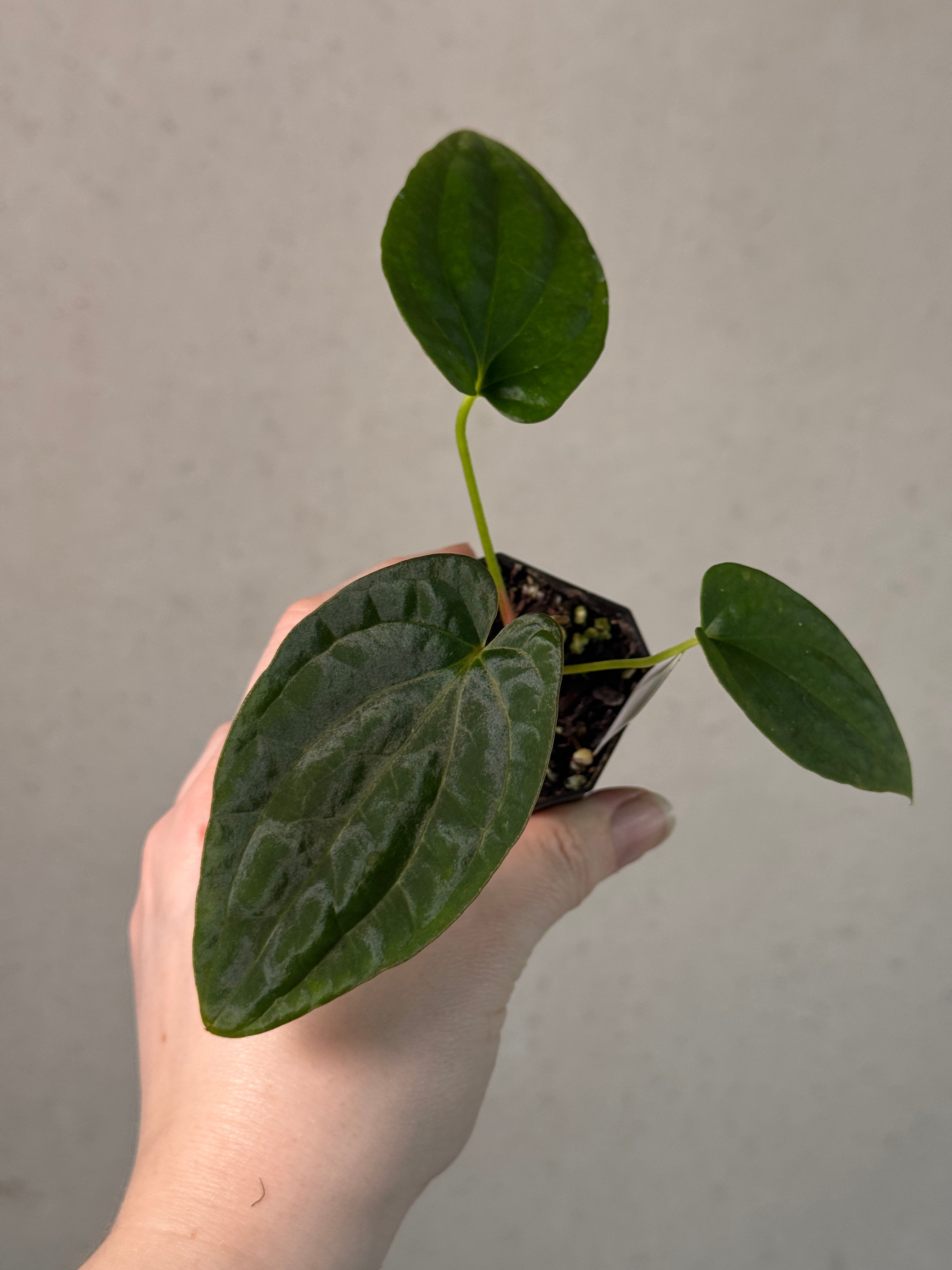 Anthurium BVEP (WU1 x 'Oliver') x 'Supernova'