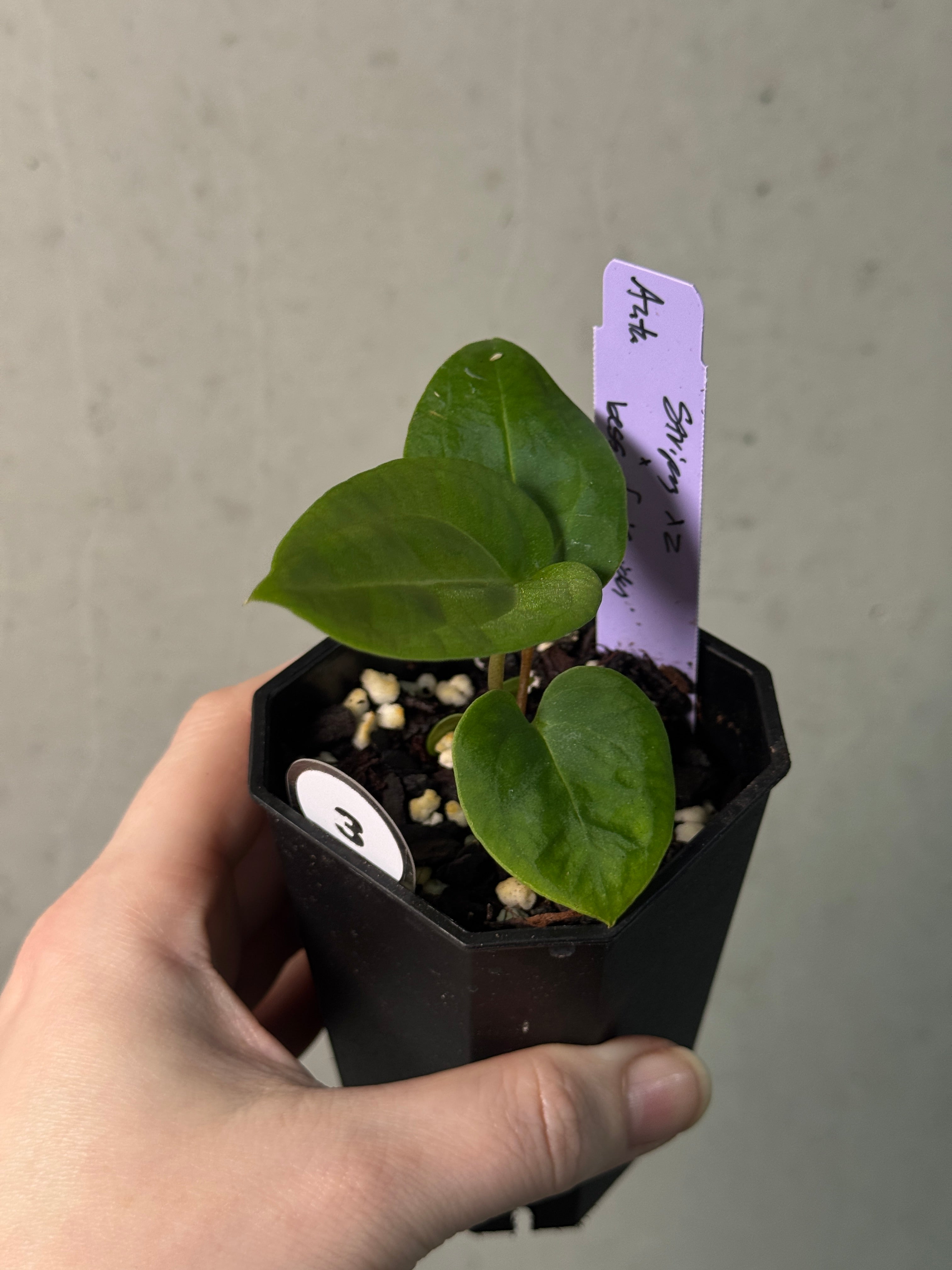 Anthurium Stripey X2 x Besseae aff 'Spider' - SMUKHI