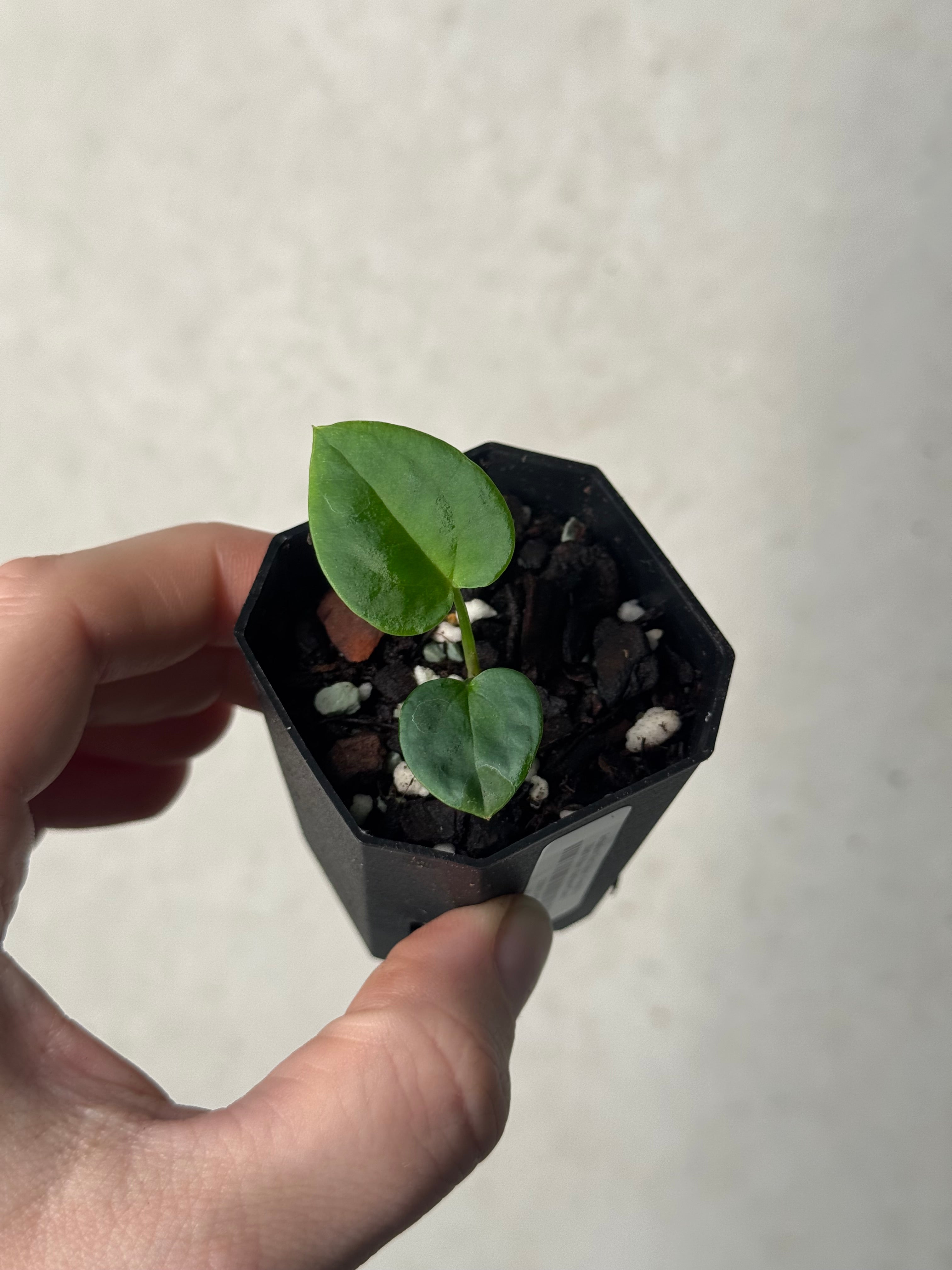 Anthurium ('Red Spider' x Forgetii) x (Black Widow x Red Velvet Cake)