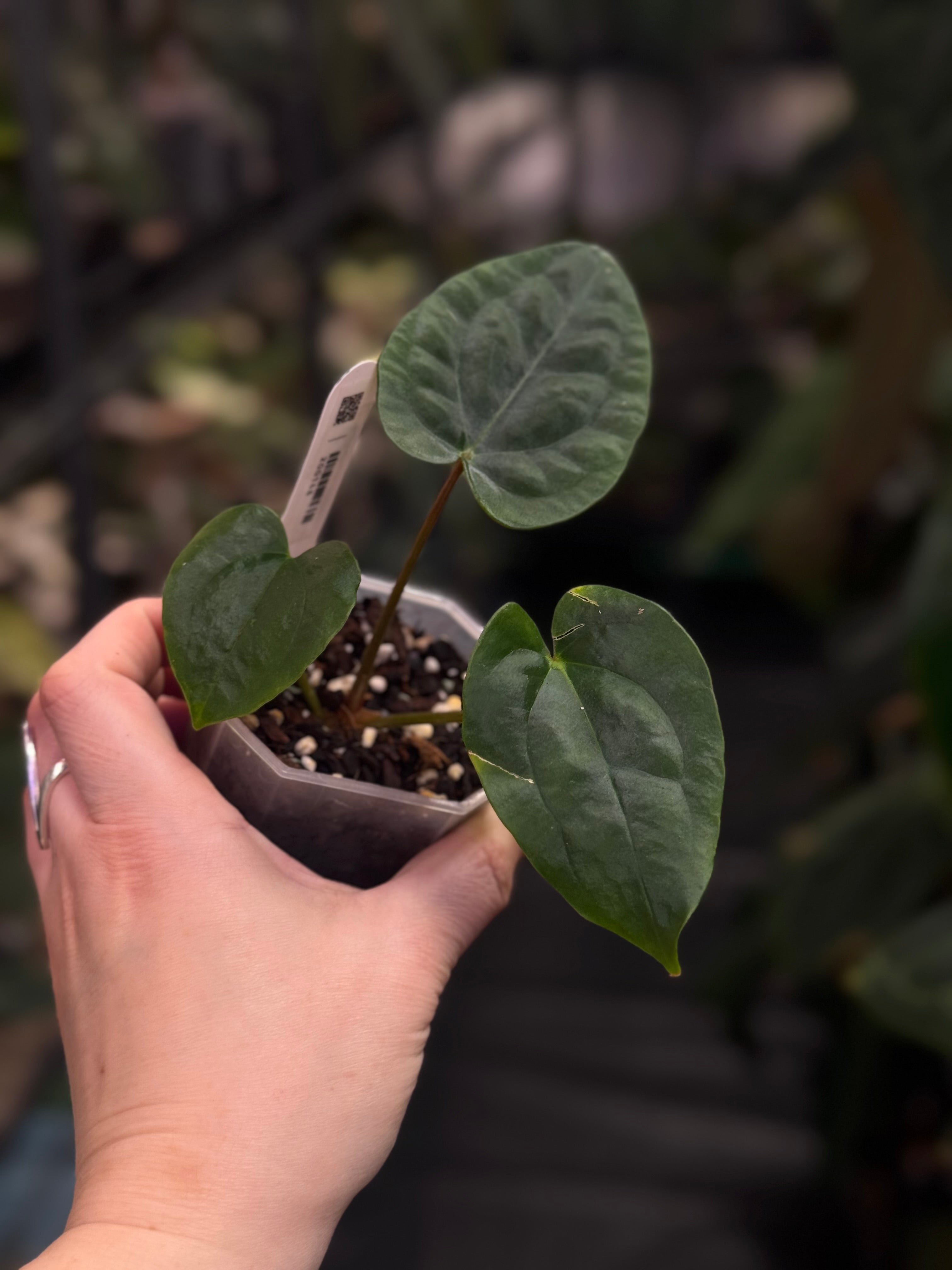 Anthurium (Dressleri RG F2 Dark x Carlablackiae 'Amanda') x Dressleri RG