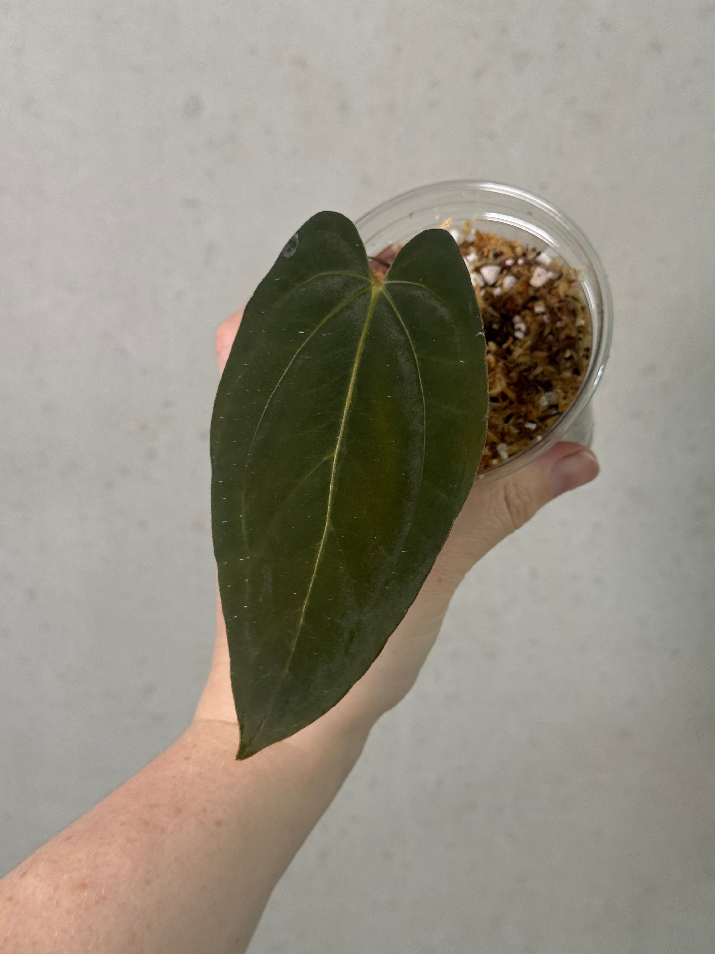 Anthurium ‘Juggernaut’ - Clone