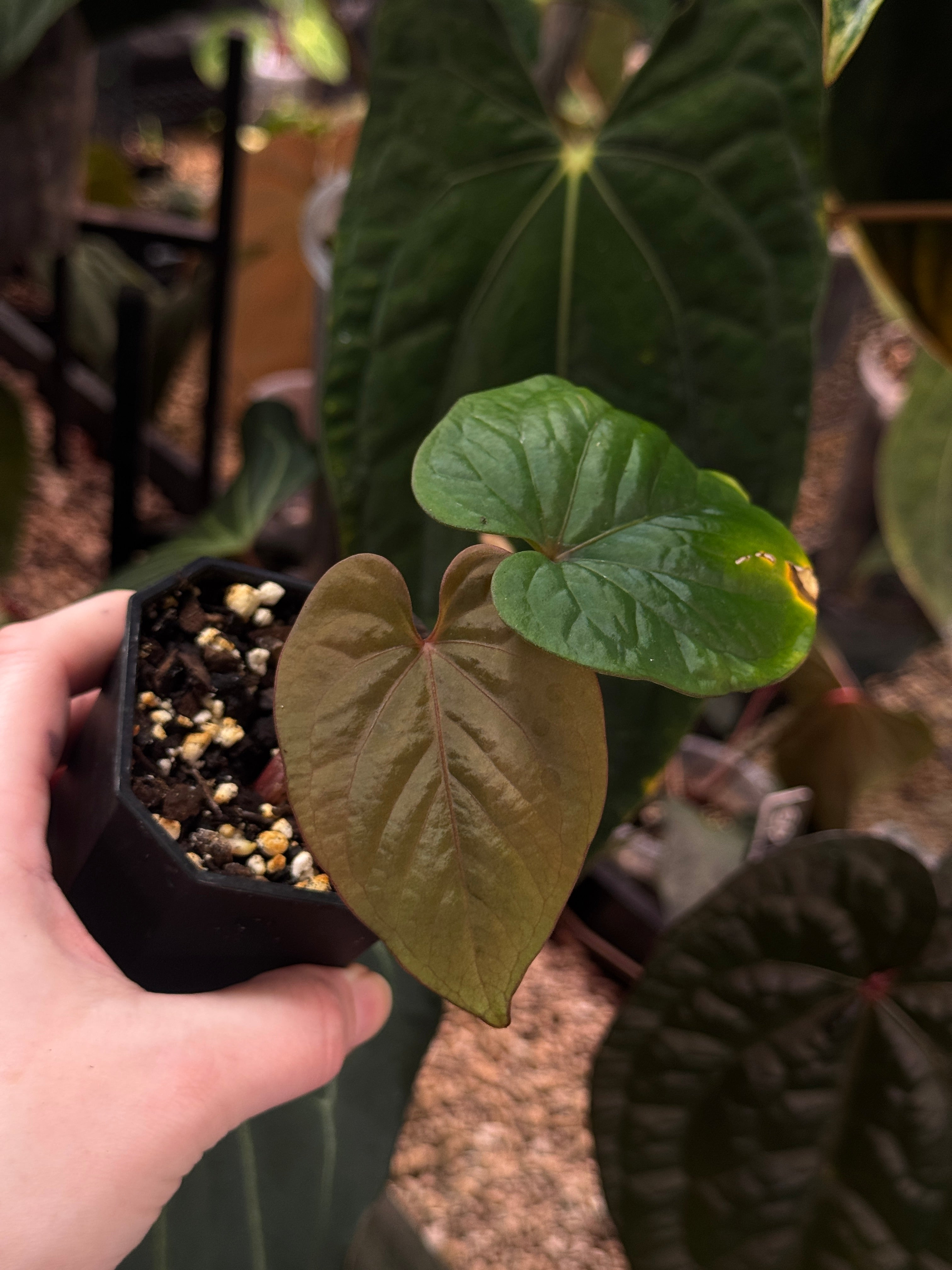 Anthurium Kunayalense F1 - Cutting - SMUKHI