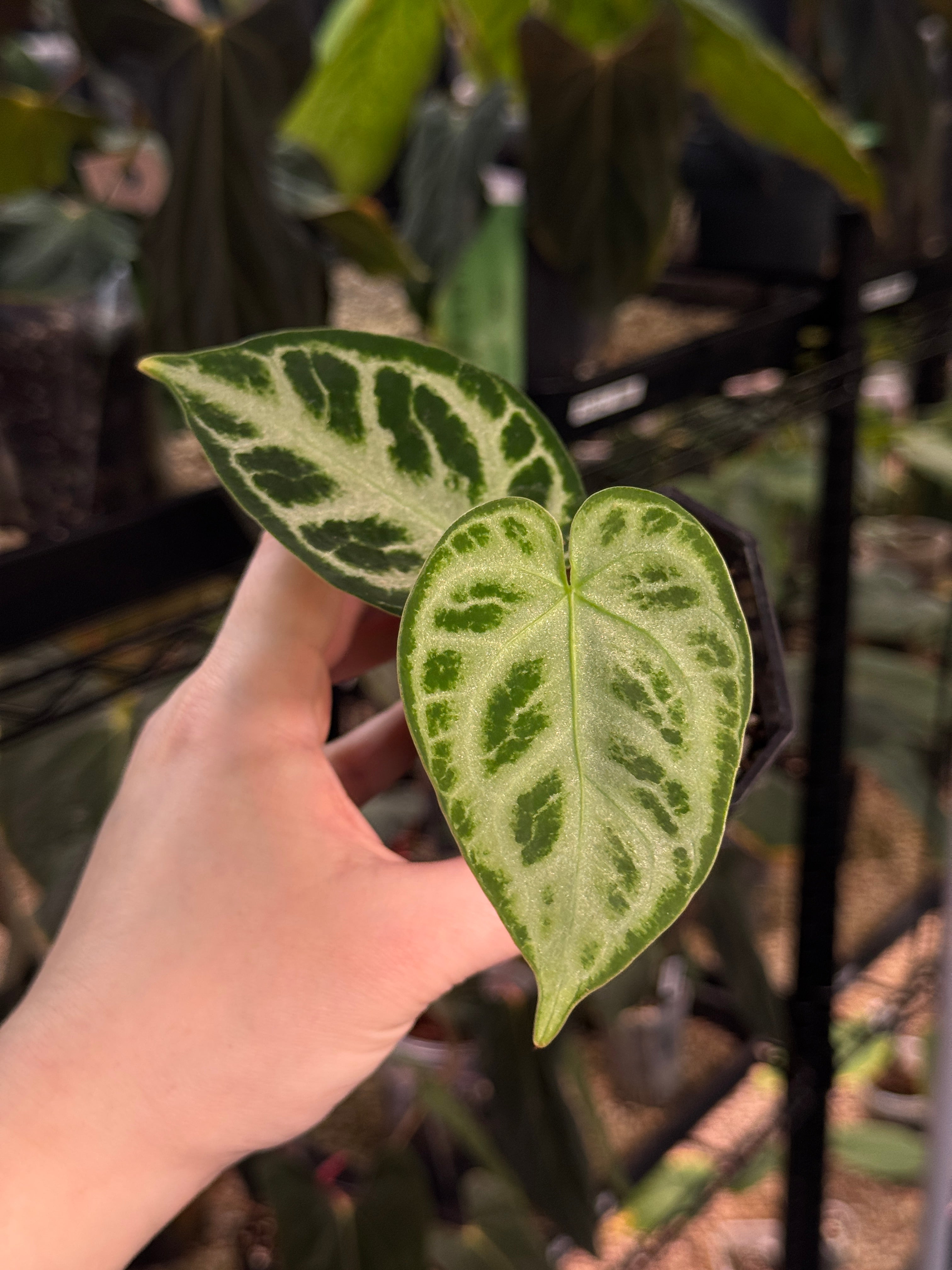 Anthurium 'Silver Blush'