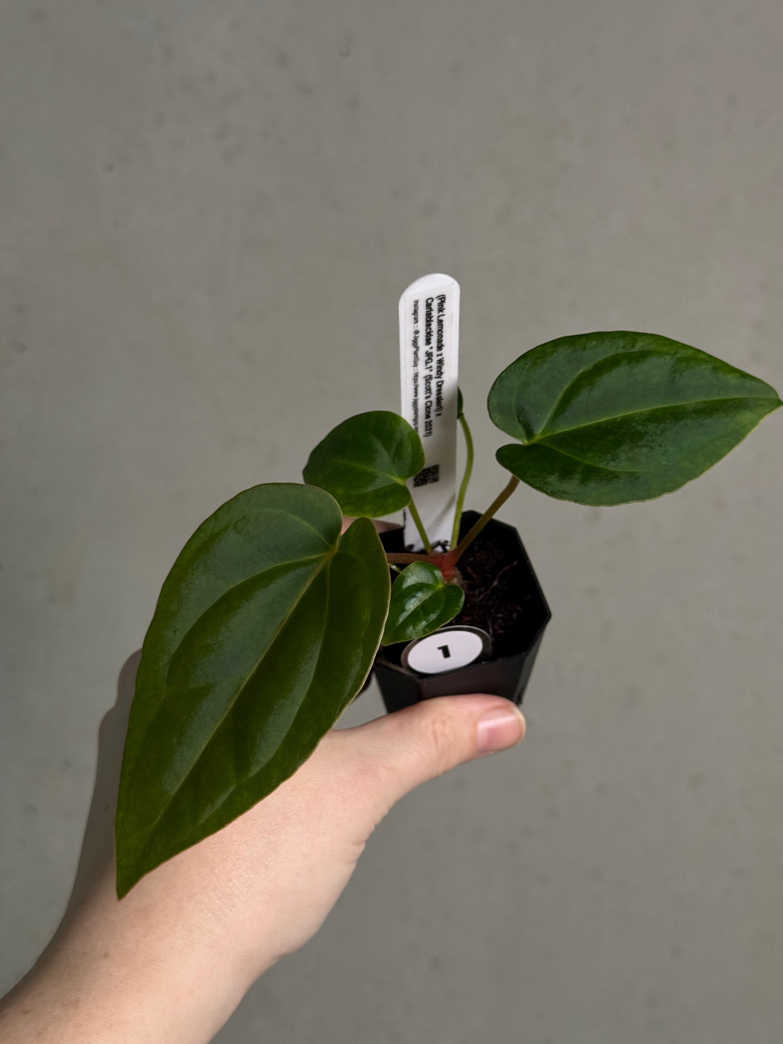 Anthurium (‘Pink Lemonade’ x Windy Dressleri) x Carlablackiae JPG.1