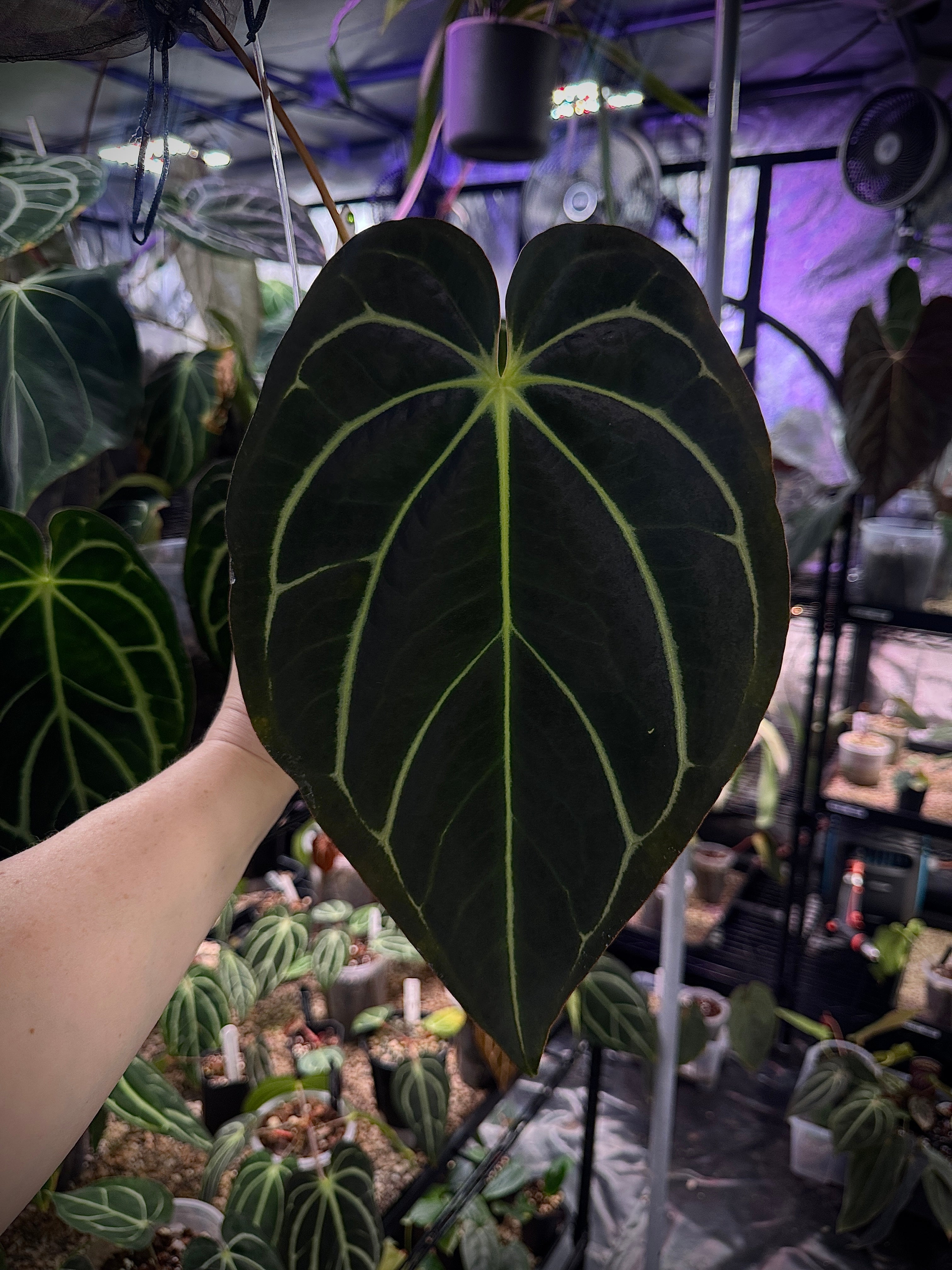 Anthurium Carlablackiae (RA4 x RA8) x (Papillilaminum x BVEP