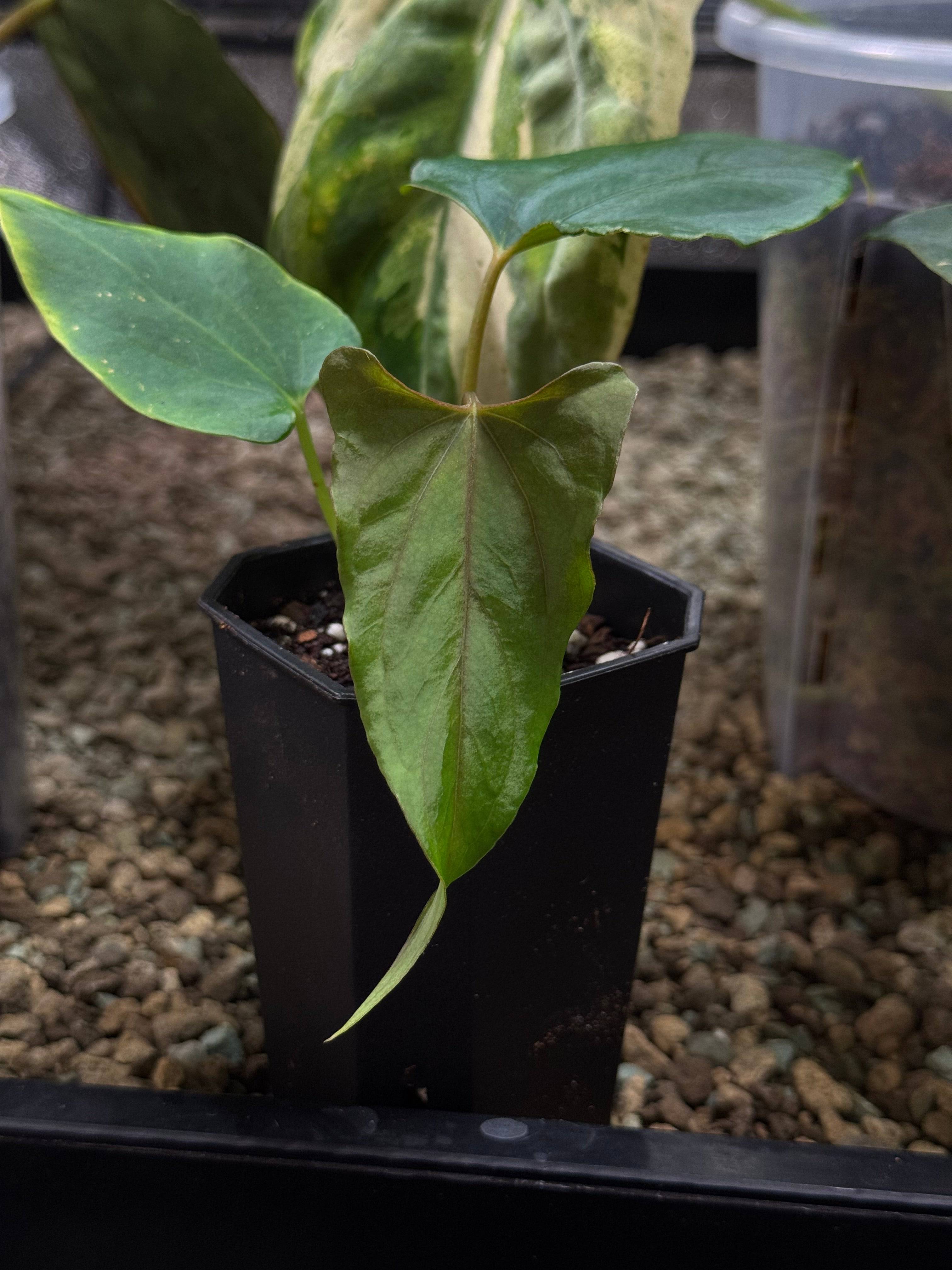 NFS: Anthurium Ralph Lynam x self - SMUKHI