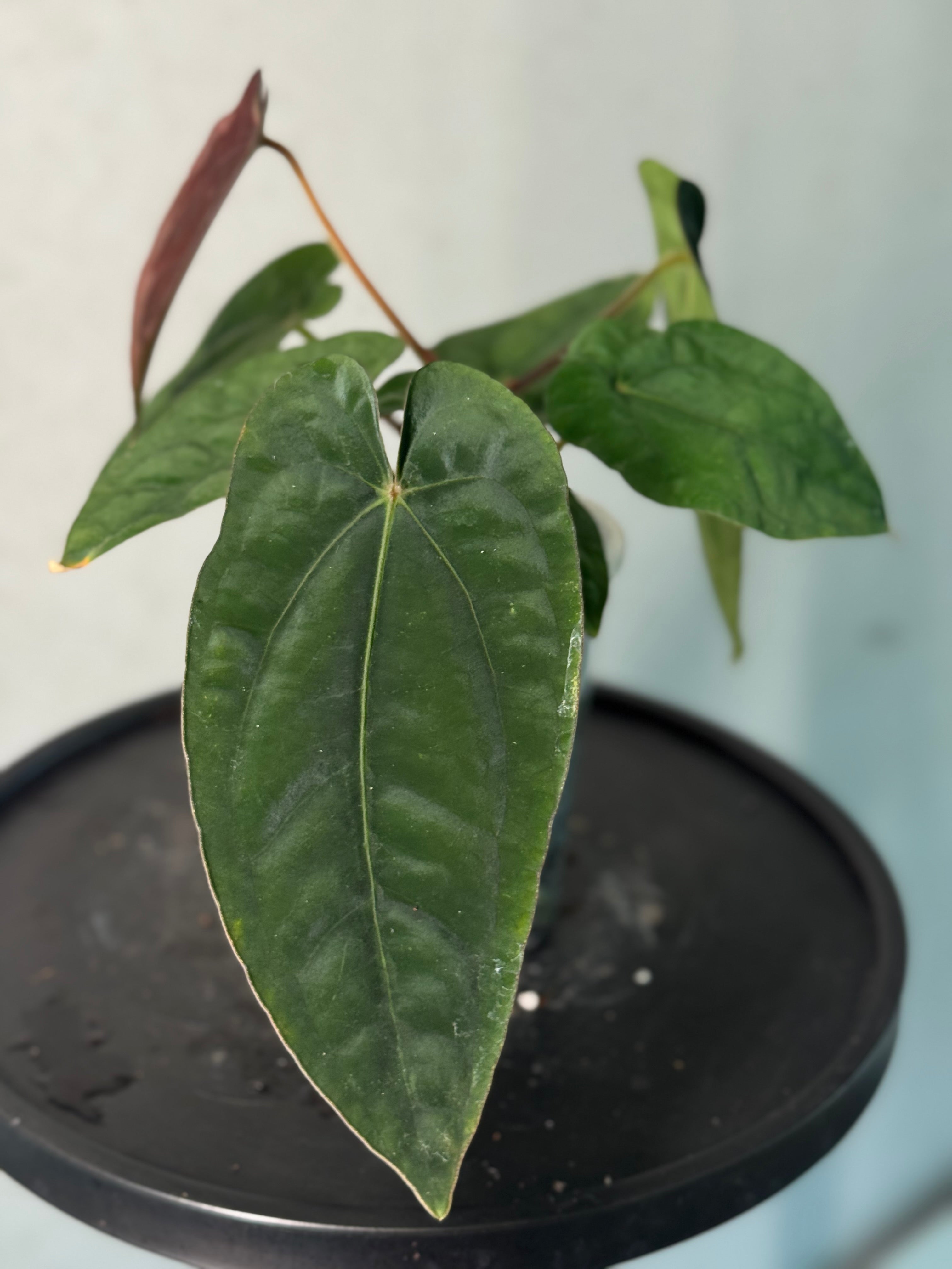 Anthurium Dressleri RG F3
