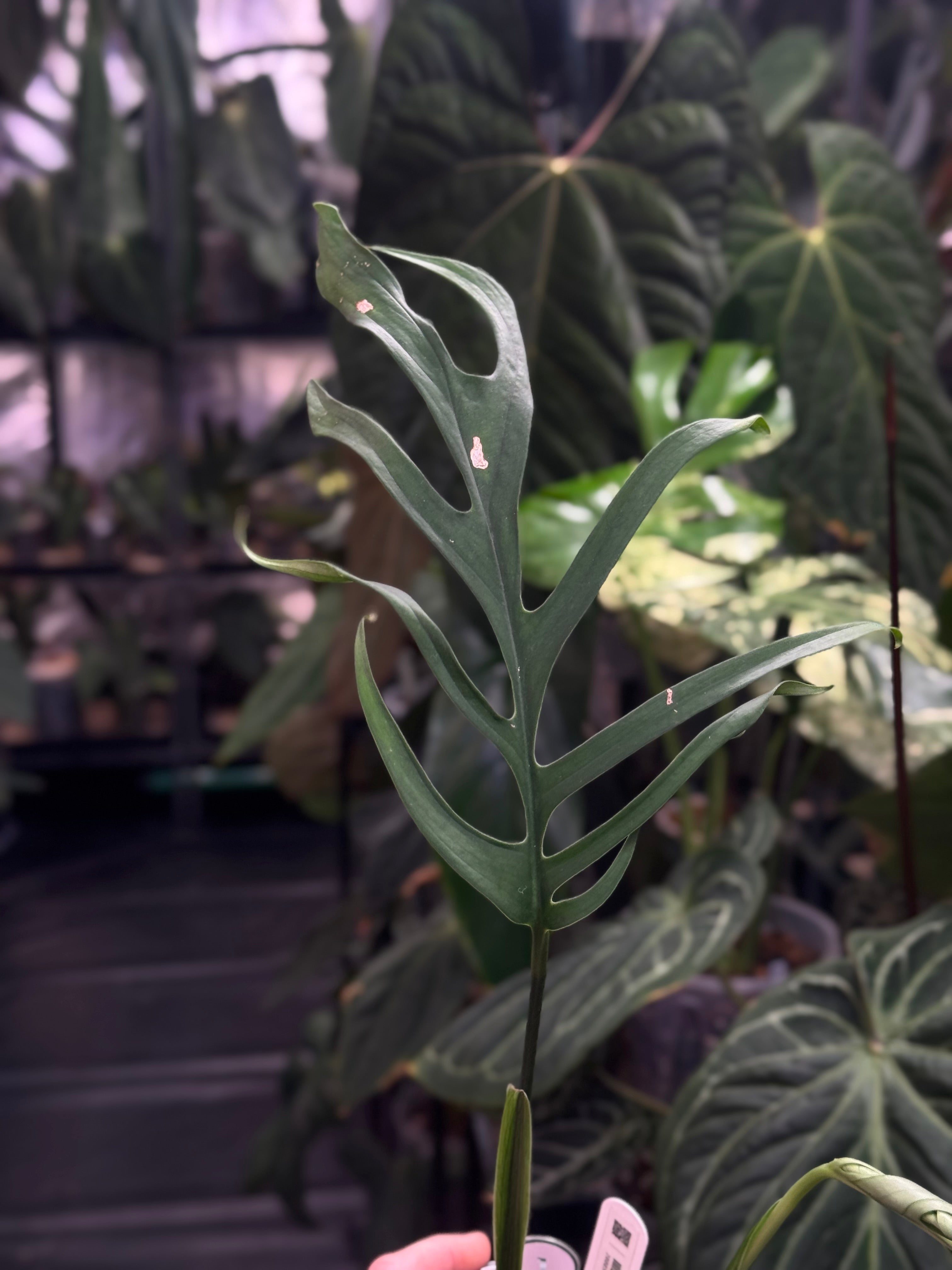 Monstera Croatii