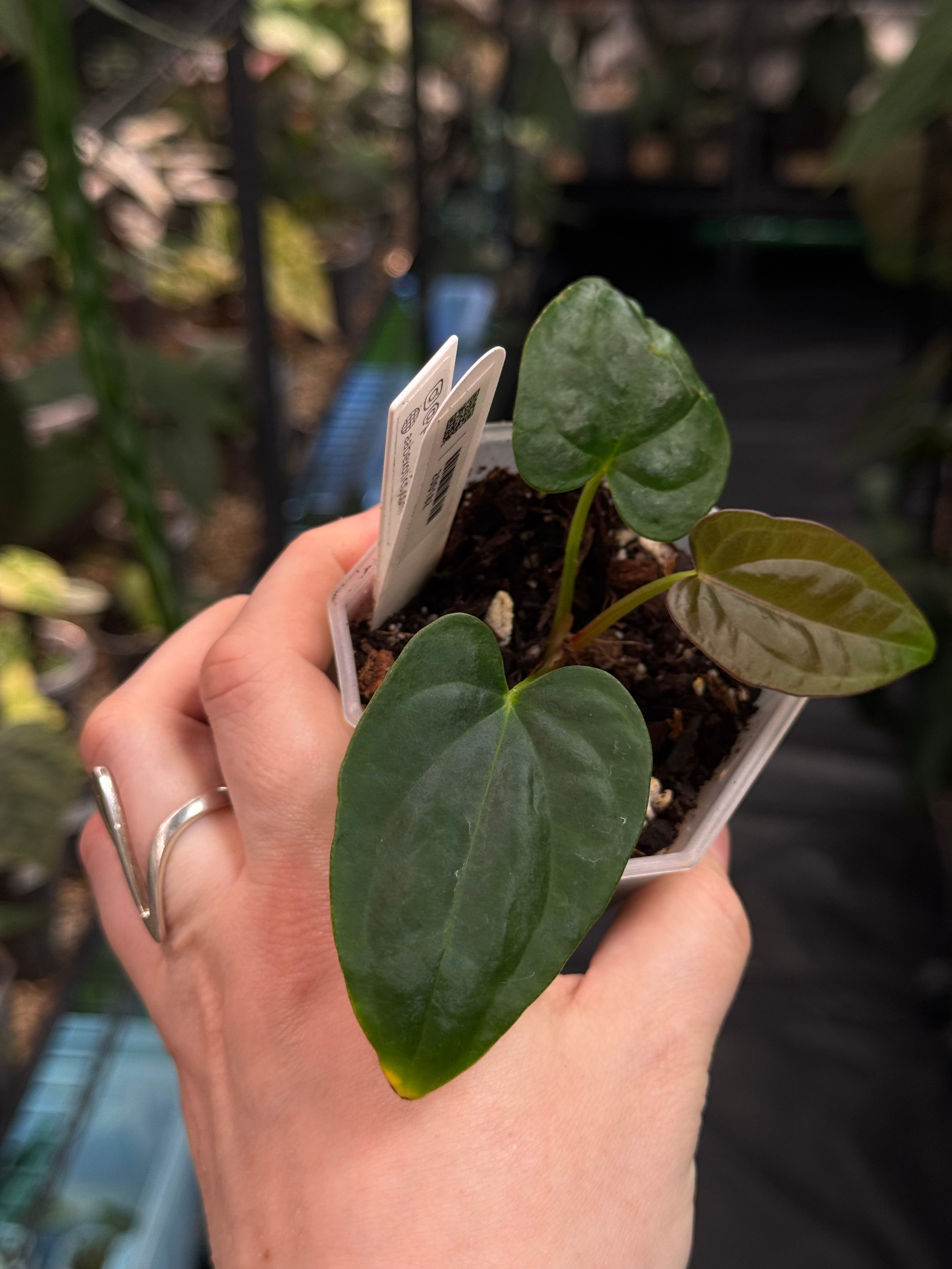 Anthurium Dressleri NSE 'Obsidian' x RG