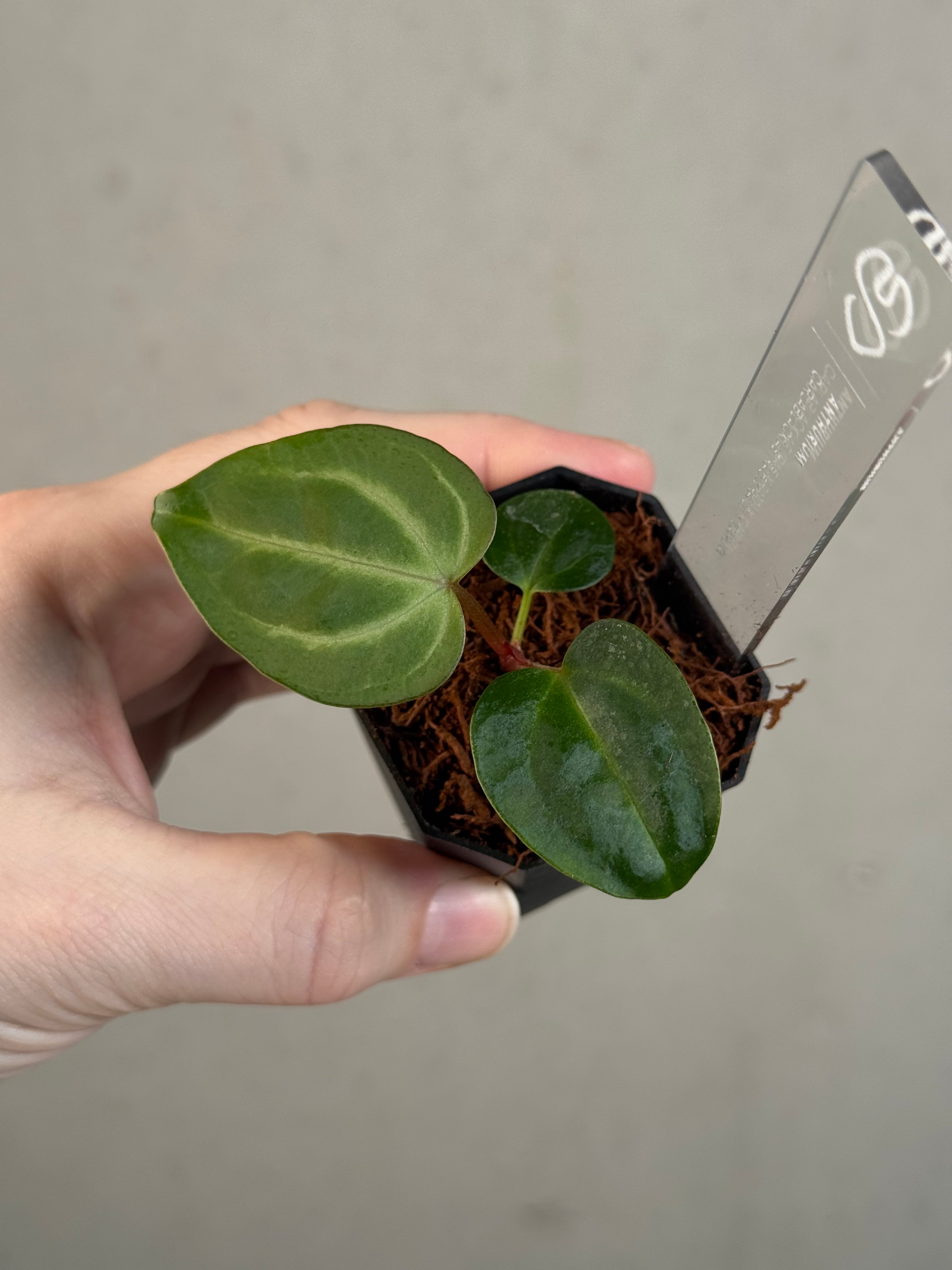 Anthurium carlablackiae　アンスリウム　カーラブラッキアエ Anthurium carlablackiae(アンスリウム カーラブラッキー