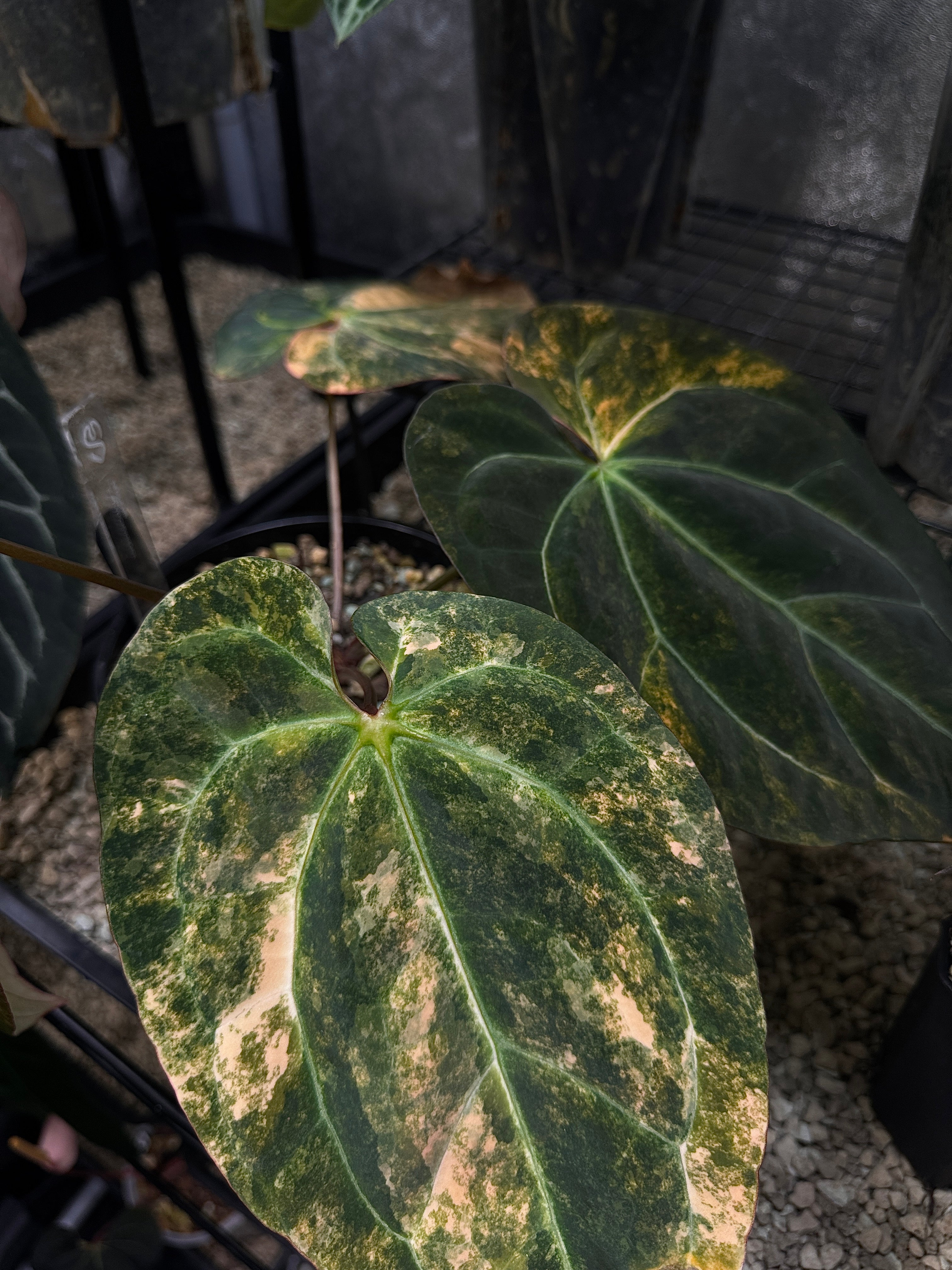 Anthurium 'Black Venom' Variegata plant by Diandra with dark green and variegated leaves, shown in a close-up view.