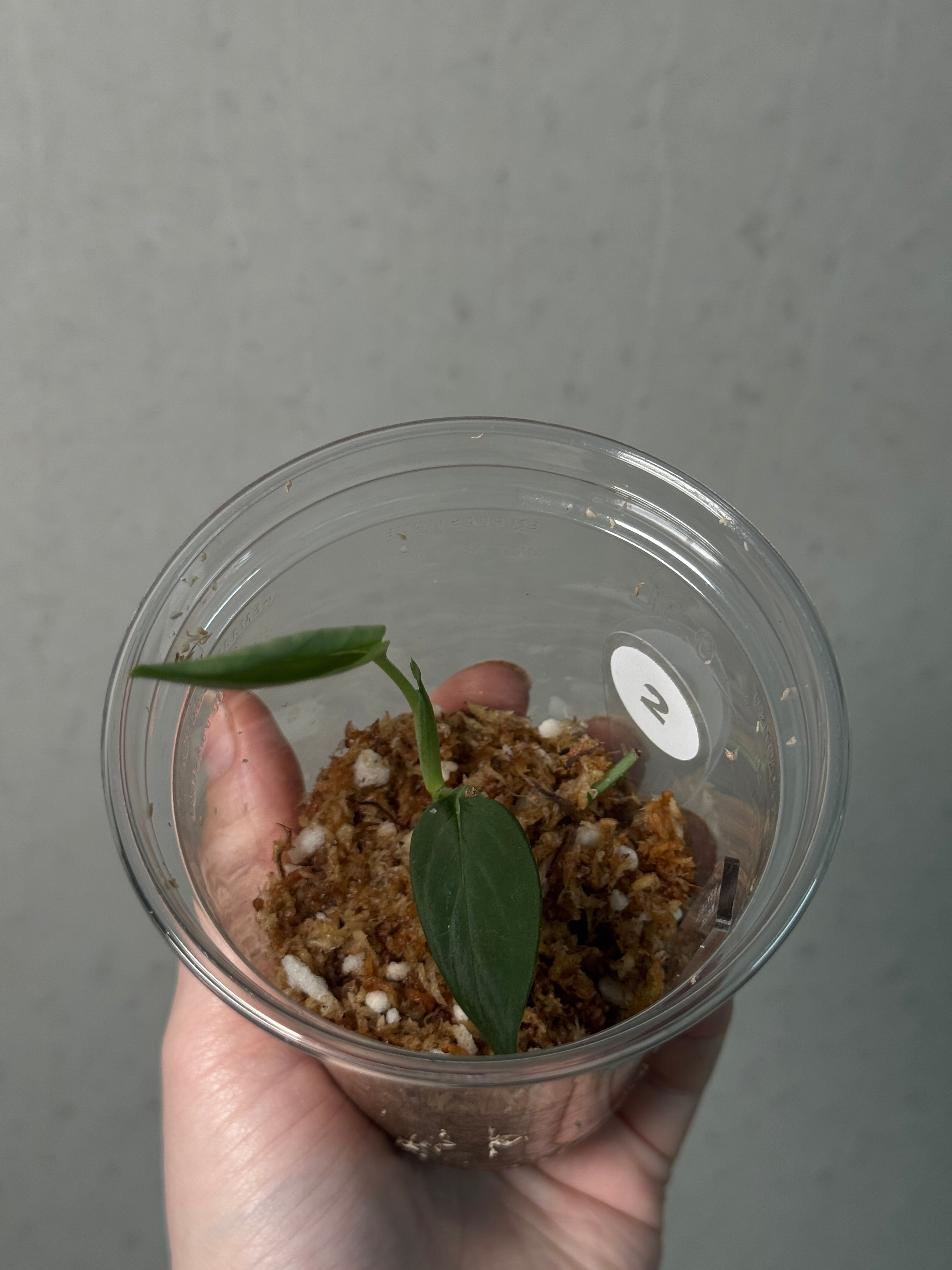 Monstera sp. 'Black Velvet' - Cutting - SMUKHI